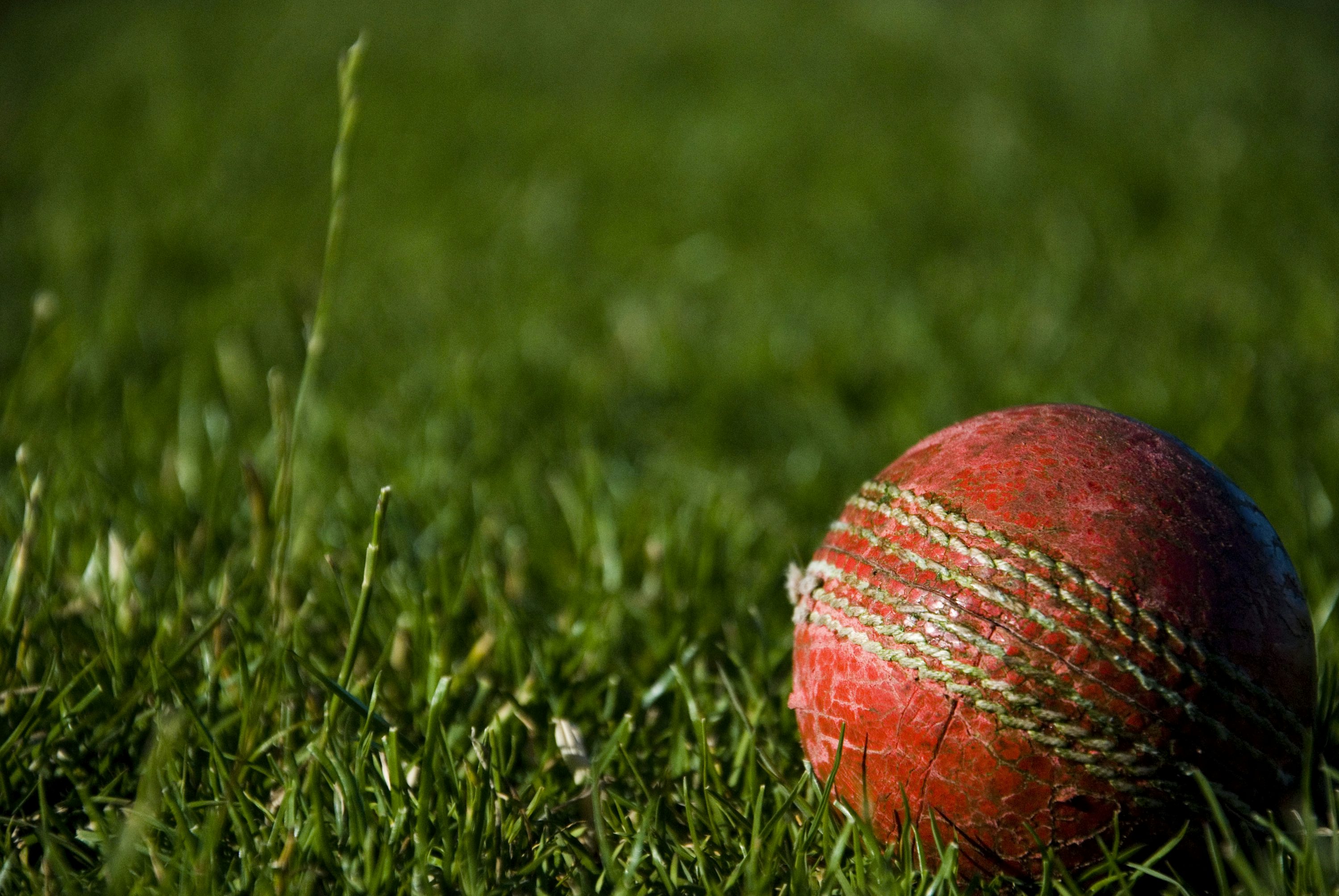 Cricket Picture. Download Free Image