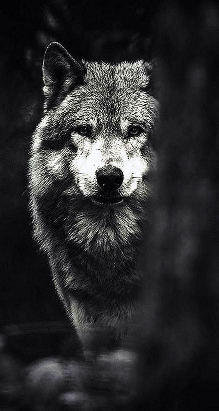 Stunning HD and 2K Wolf Image