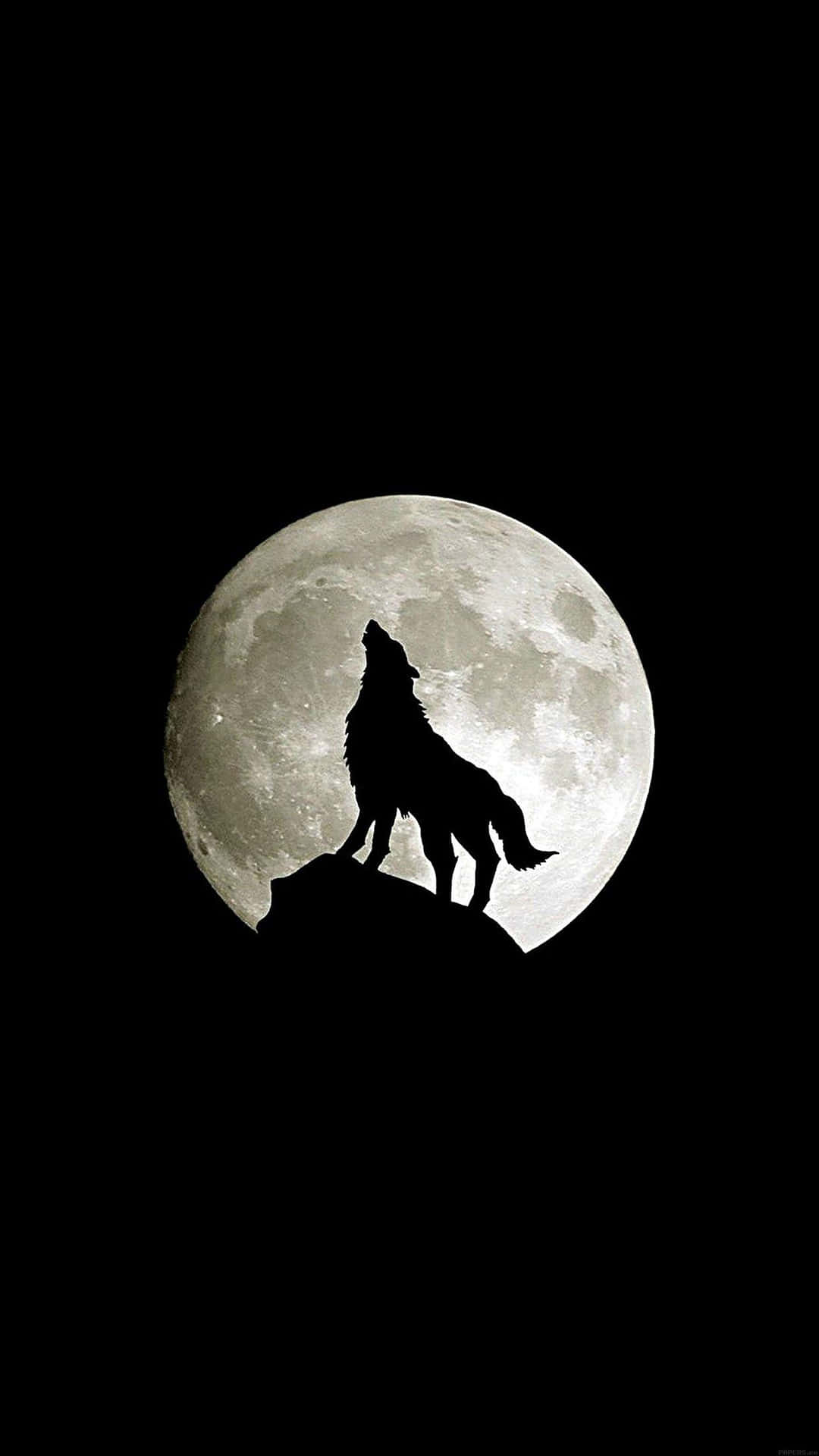 Download Surfderness With Wolf iPhone Wallpaper