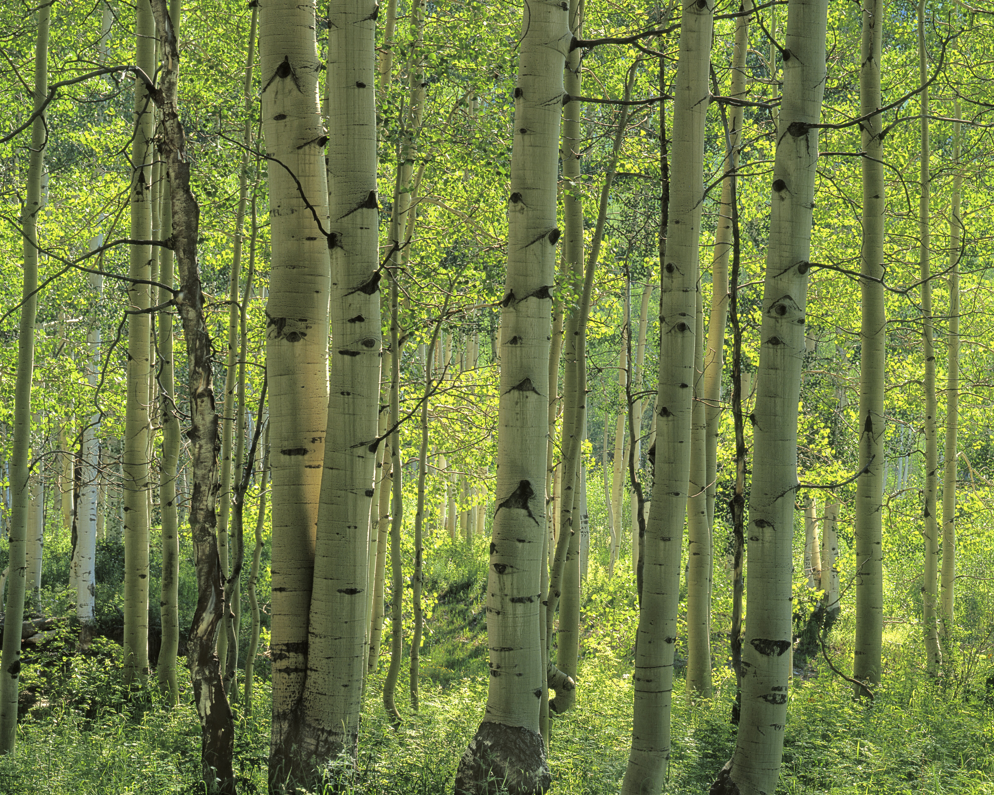 Aspen Forest, Colorado Wall Mural