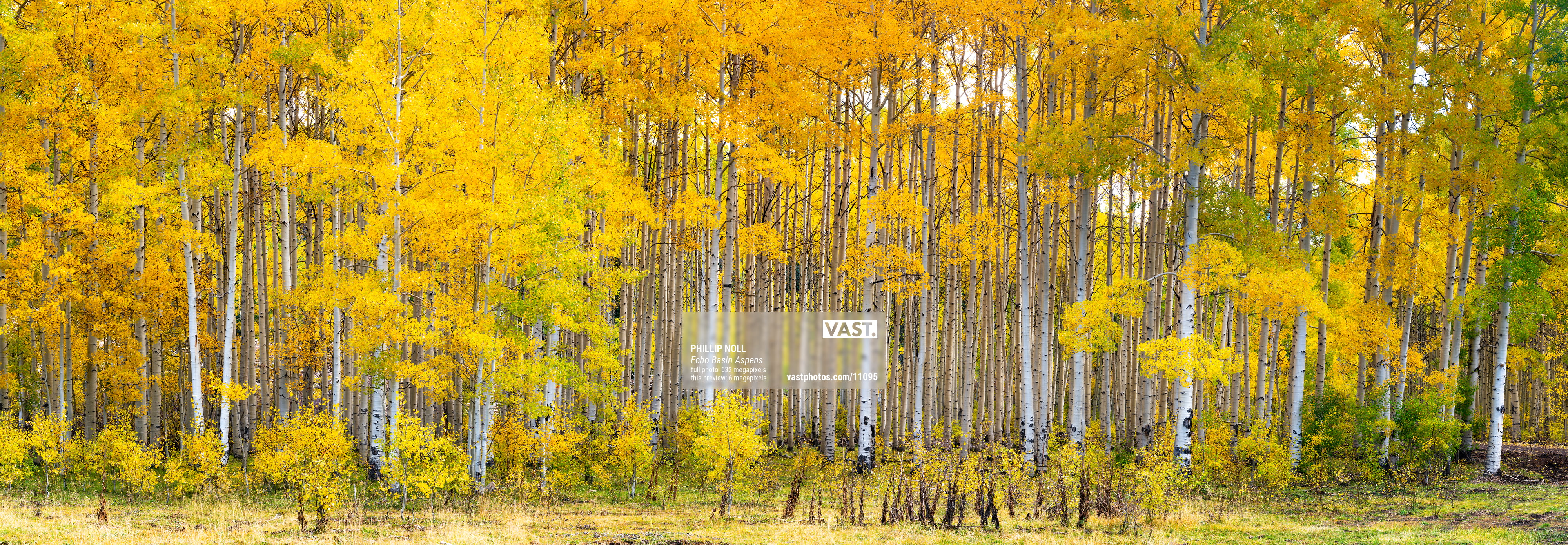 Photos of aspen trees for wallpaper: VAST
