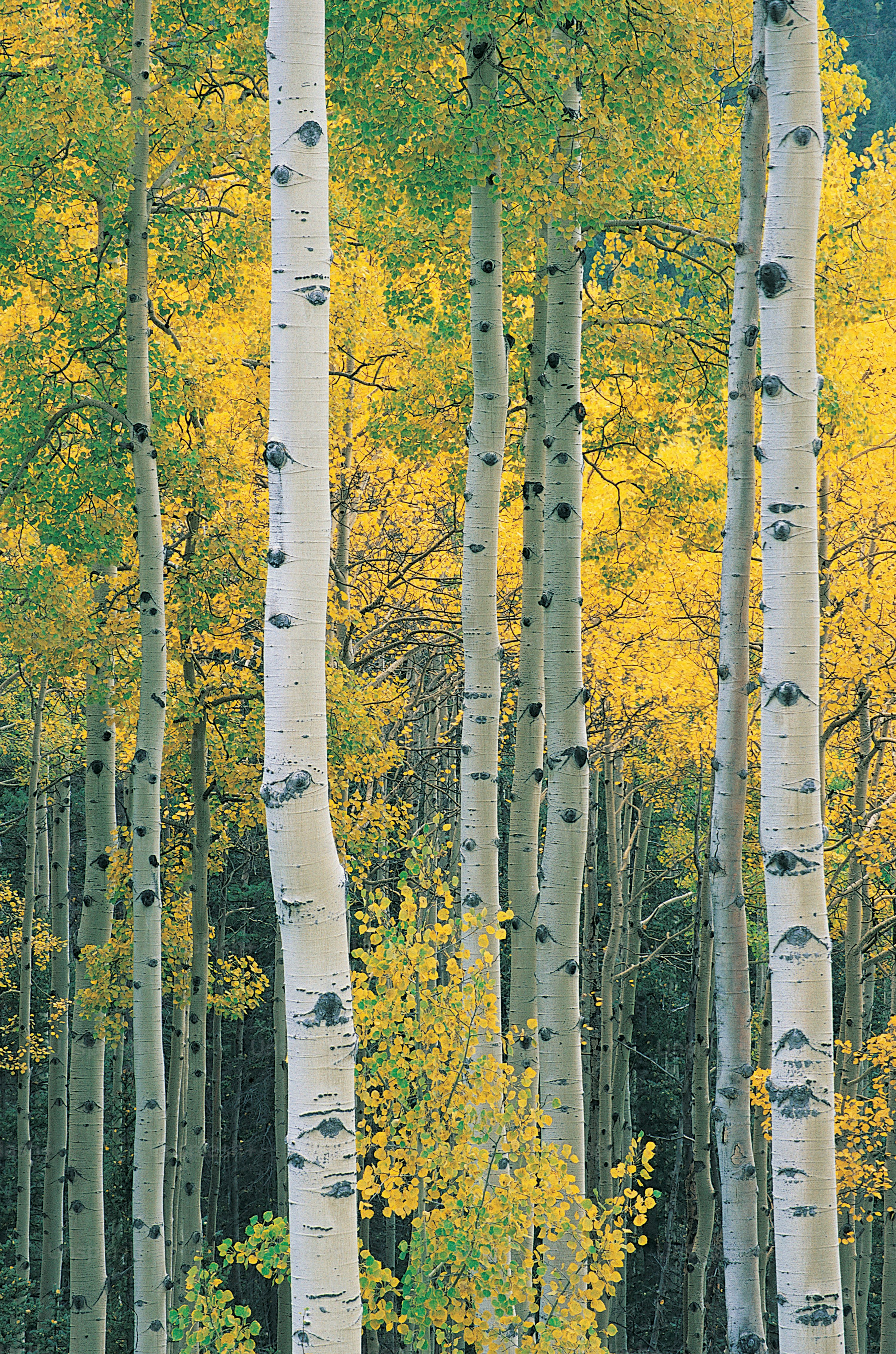 Aspen Trees Picture. Download Free Image