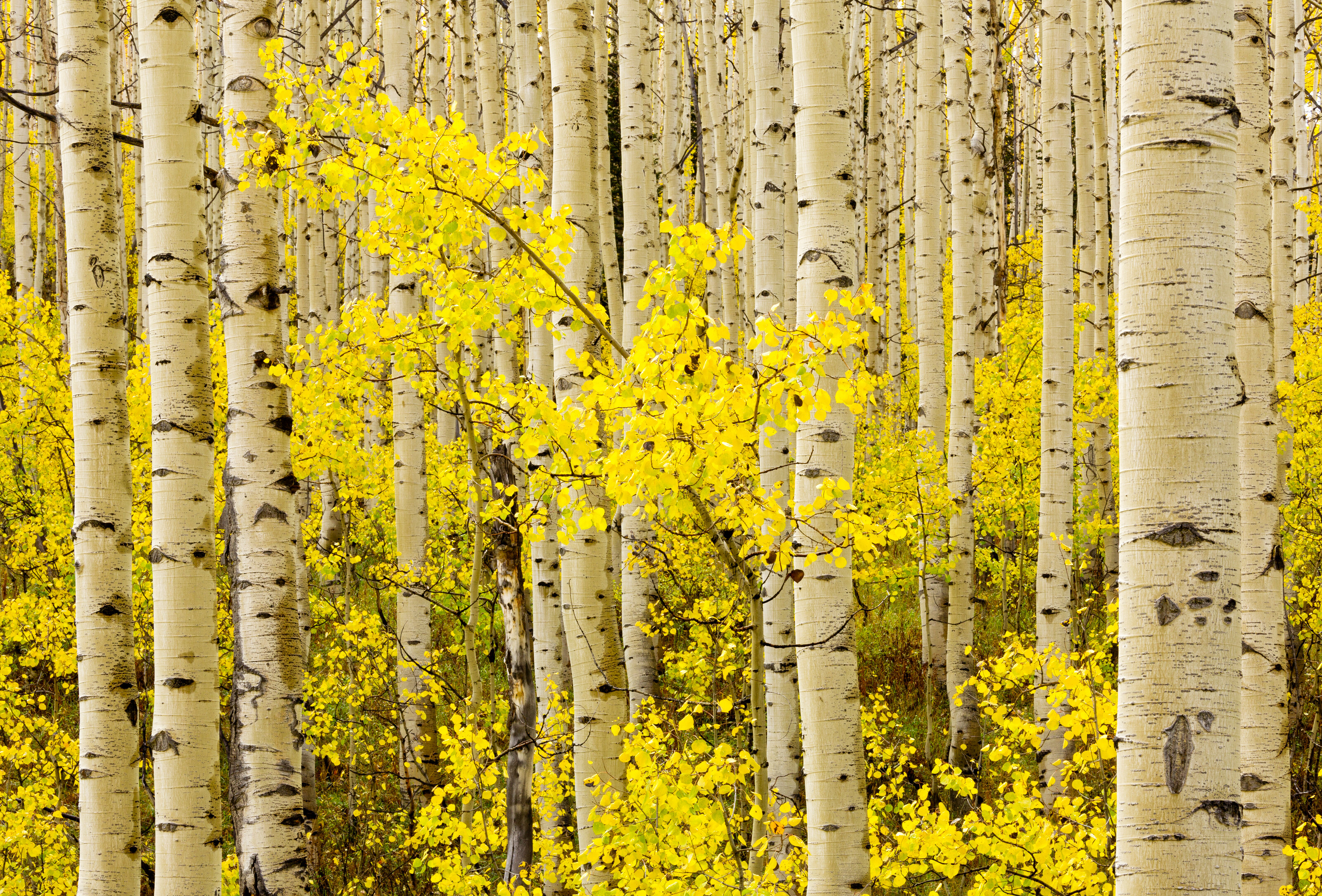 Autumn Color, Wasatch Mountains 1 Wall Mural