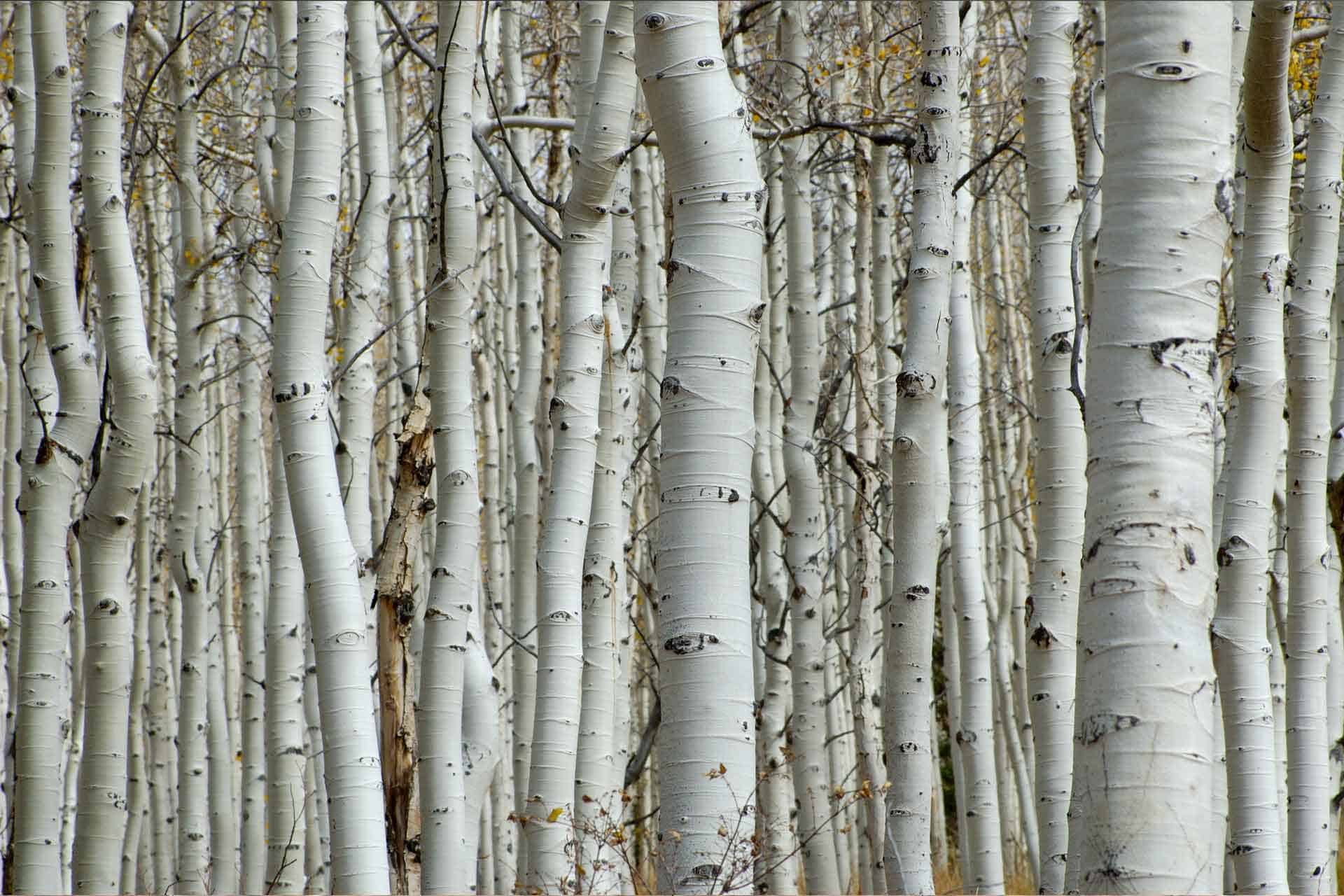 Aspen Trees Saven Wall Design