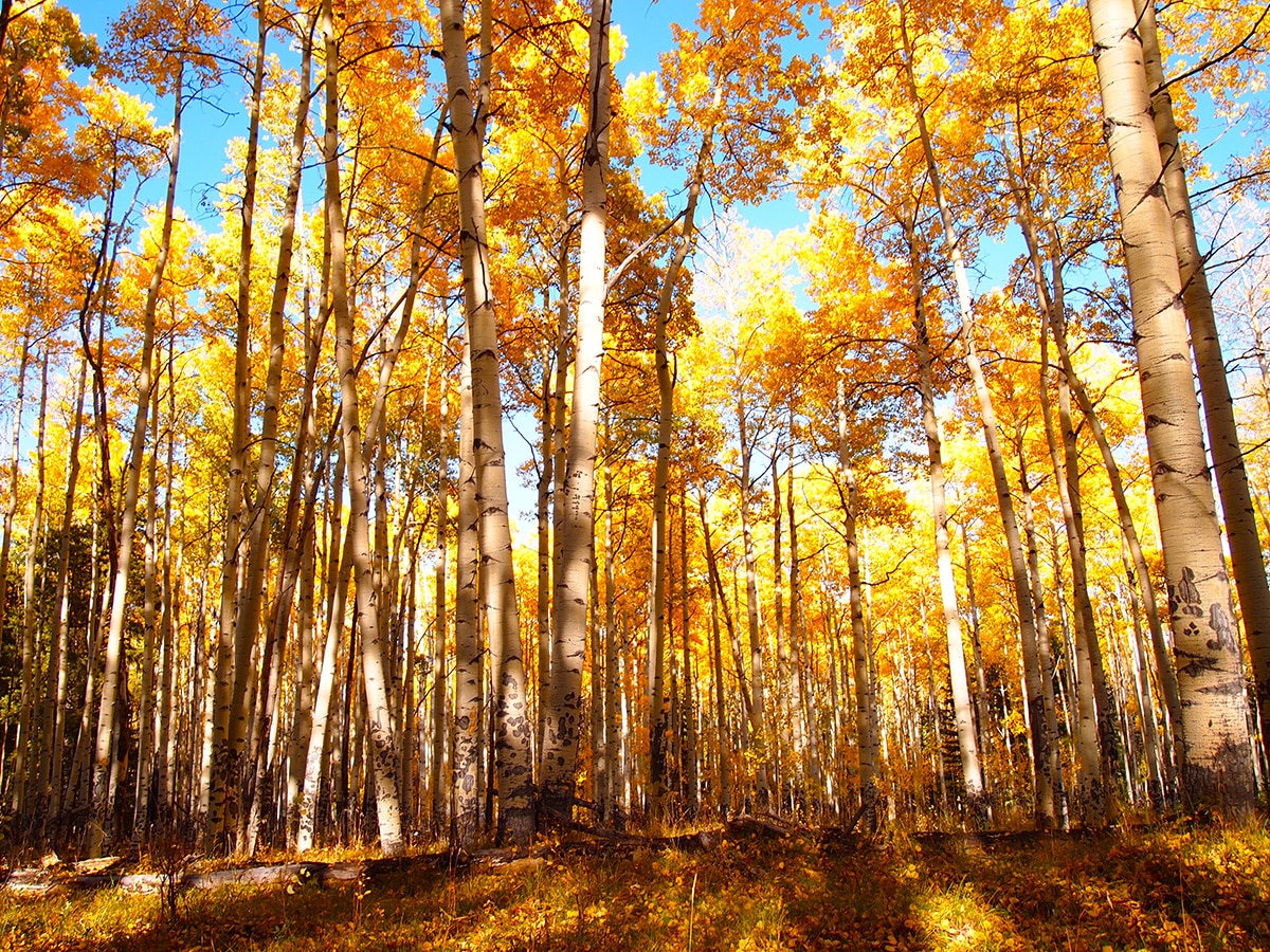 Viewing Colorado's Spectacular Aspen Trees. Sage Outdoor Adventures