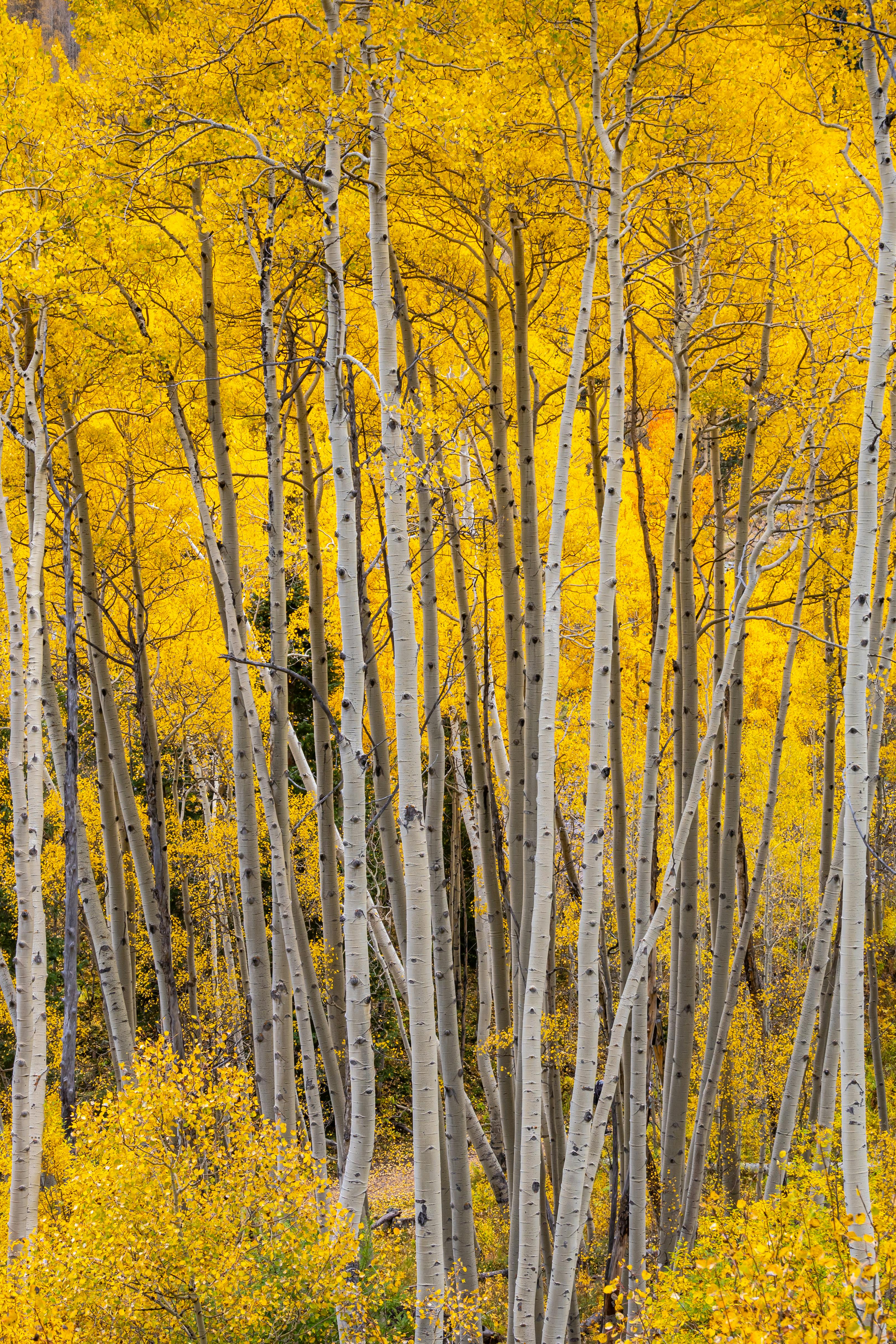 A Grove of Aspen Trees · Free