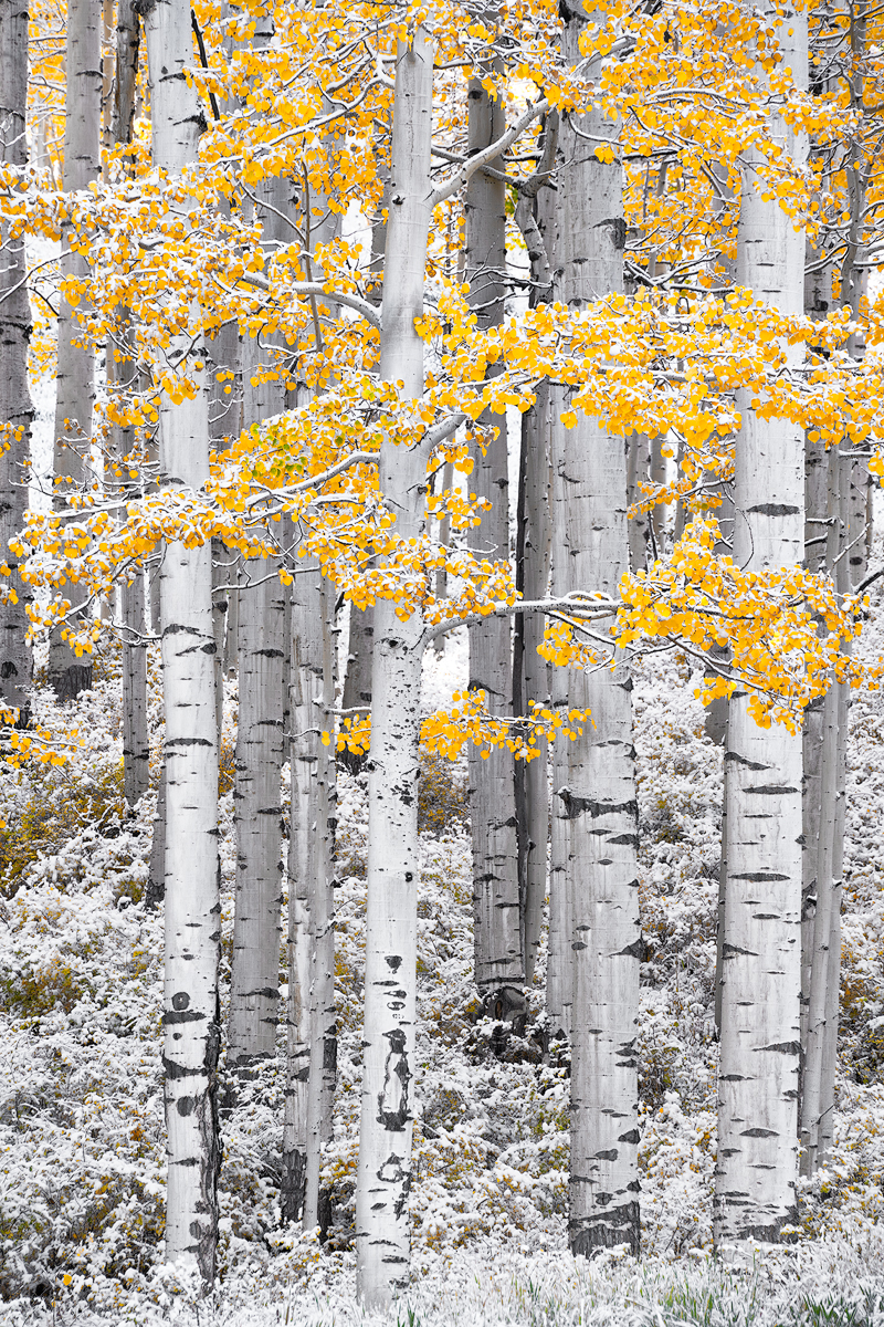 Sudden Rush. Snowy Aspen Tree Photo. Telluride, Colorado