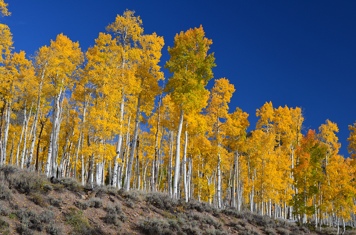 Tree Profile: Aspen Much More Than a Tree Forest Foundation