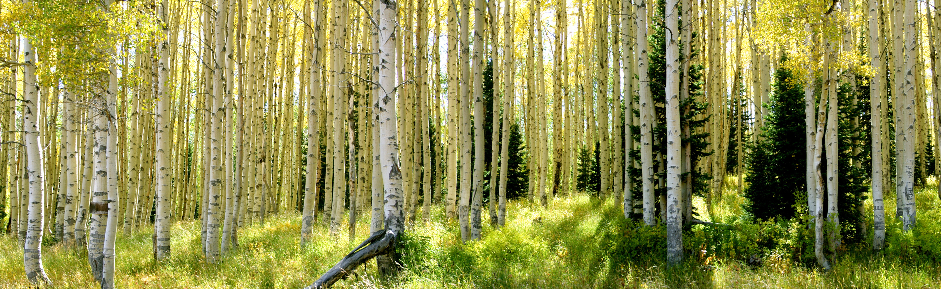 Aspen Forest in Park City UT Wall Mural