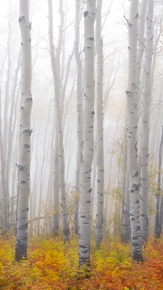 Standing Tall Tress. Dallas Divide Mountains, Colorado