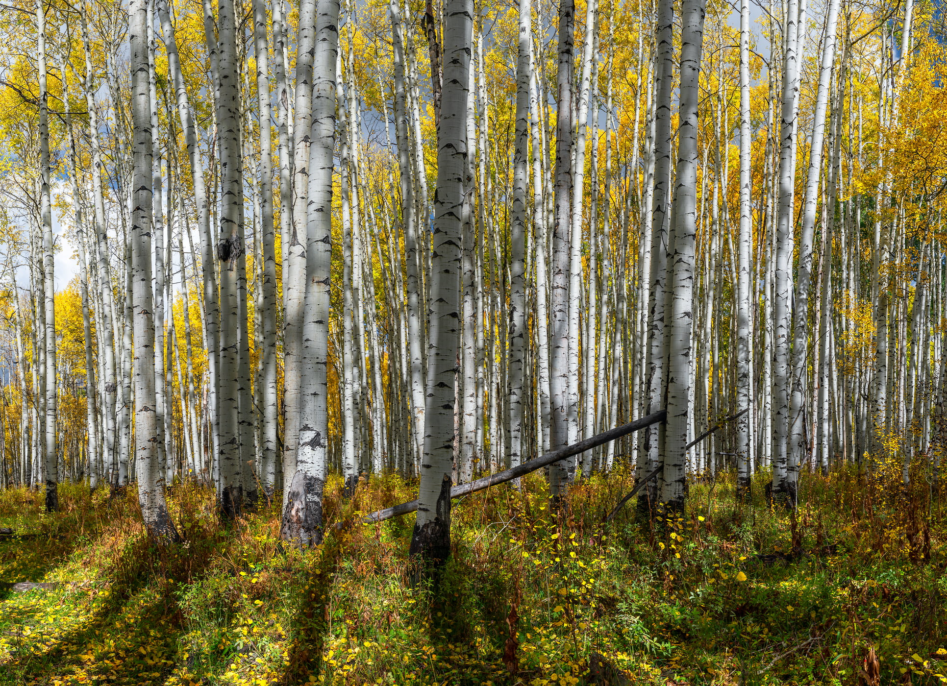 Aspen thicket photo