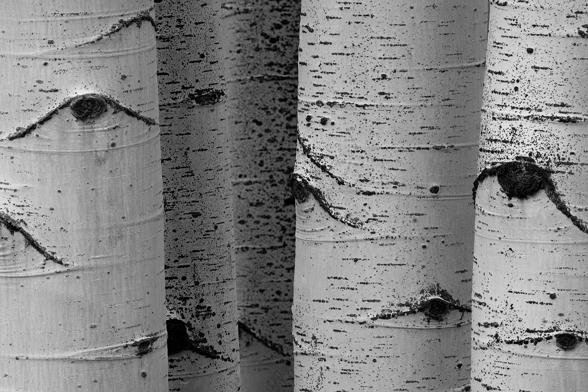 aspen-tree-wallpapers-wallpaper-cave