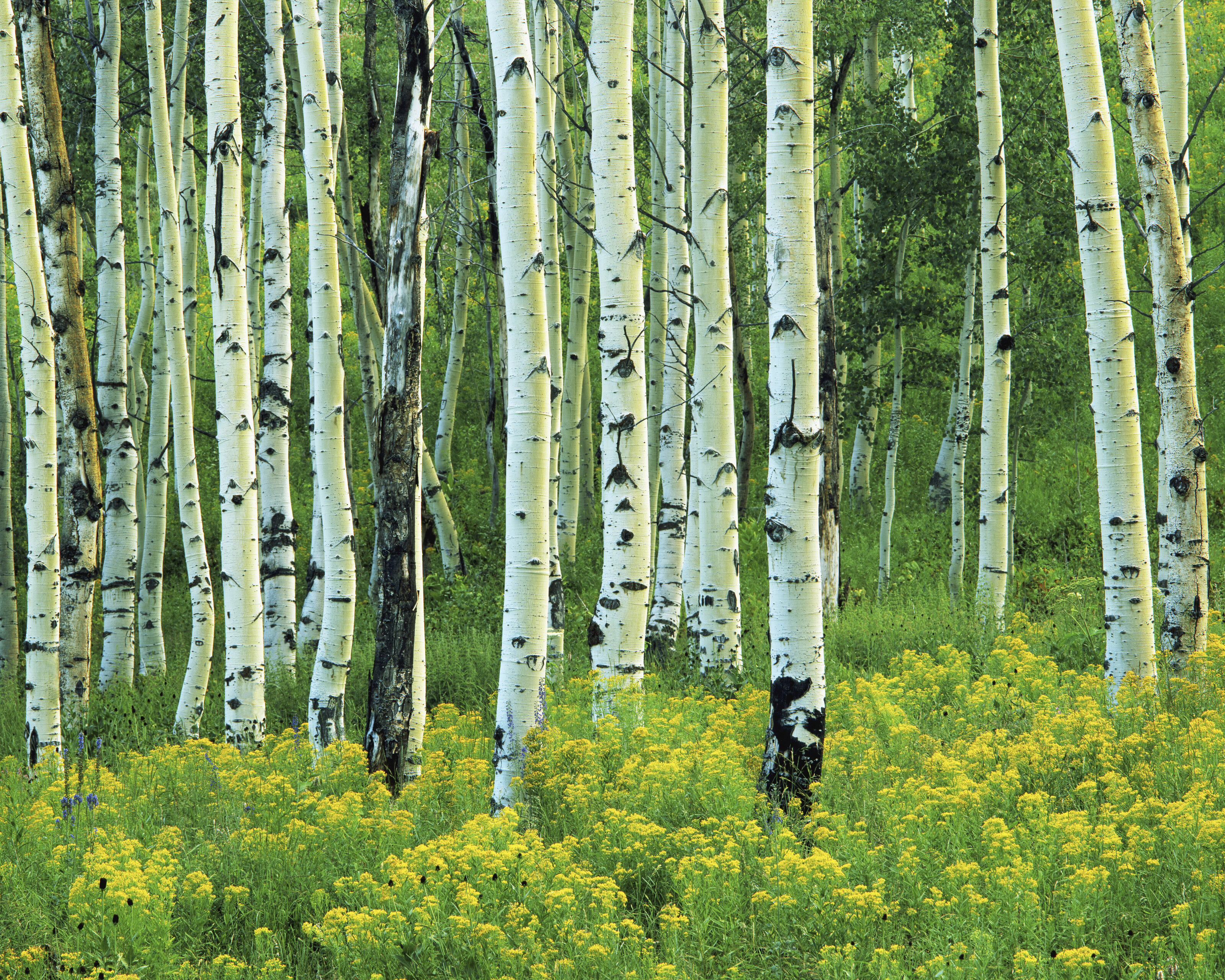 Aspen And Goldenrod Wall Mural