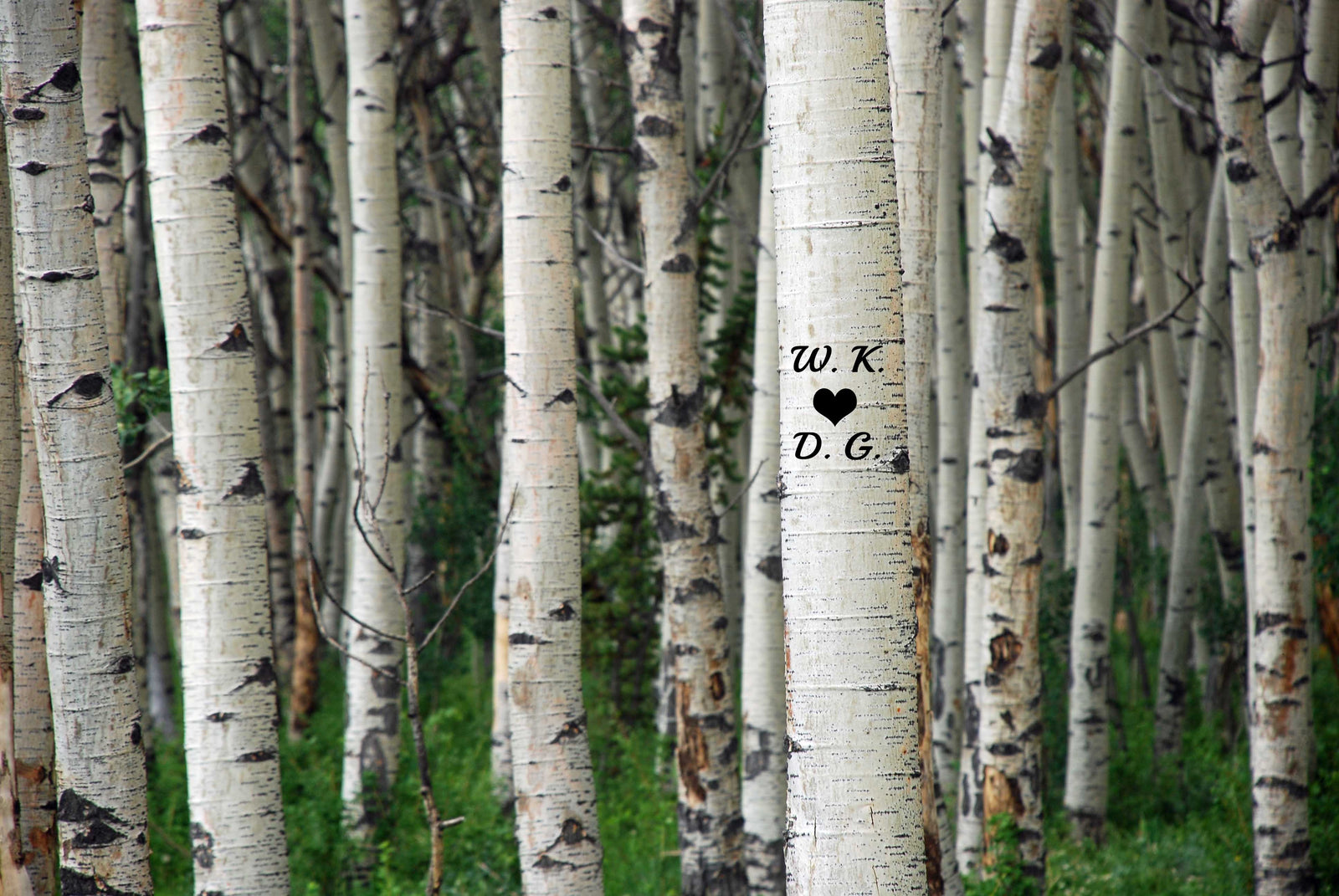 Aluminum Wall Art Aspen Trees