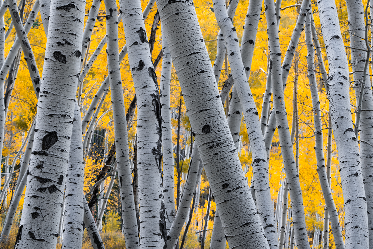 Rising Up Aspen Tree Photo. Telluride, CO