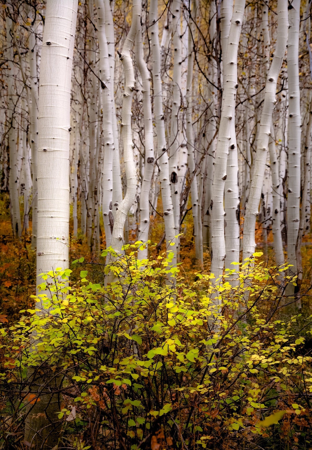 Colorado Aspen Trees, Fall Tree Decor, Aspen Forest Floor, Tree Wall Art, White Trees, Fall Aspen Forest, Fall Aspen Art