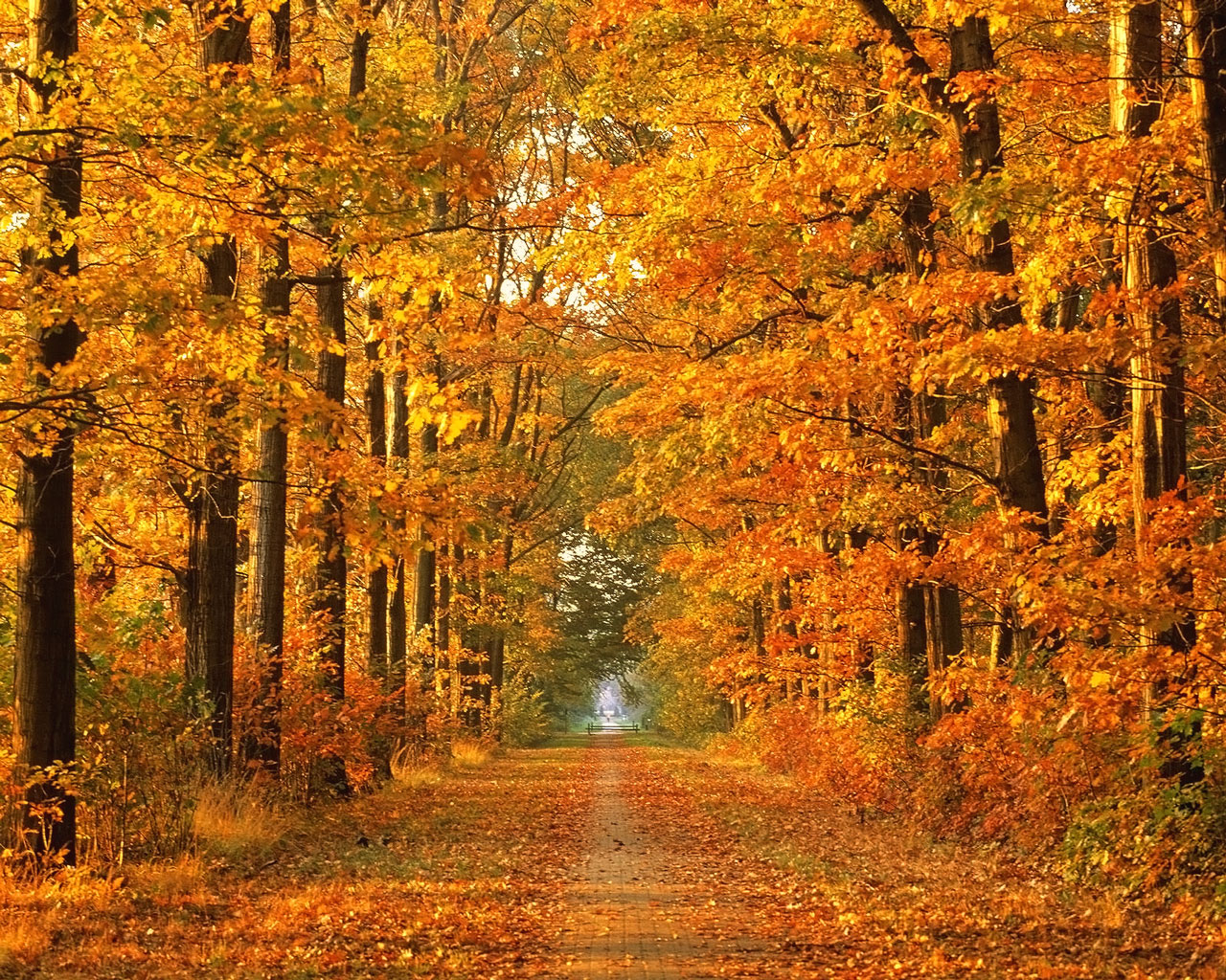 An Autumn Path <br>Framed Art