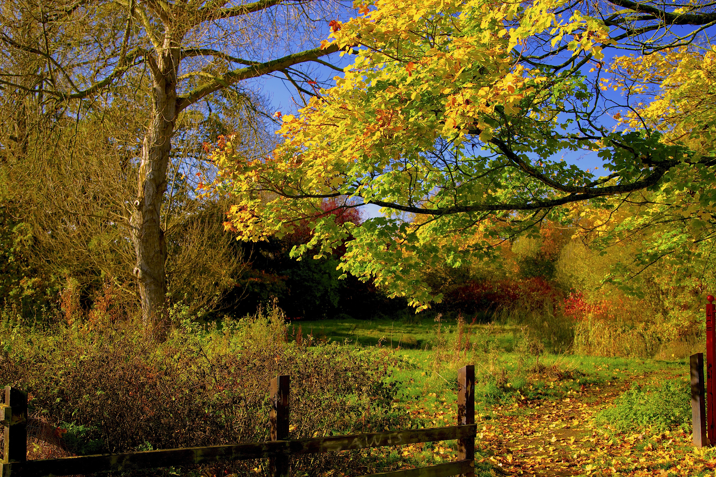Wallpaper autumn, forest, the sky, leaves, trees, the fence, yard, track for mobile and desktop, section природа, resolution 2880x1920