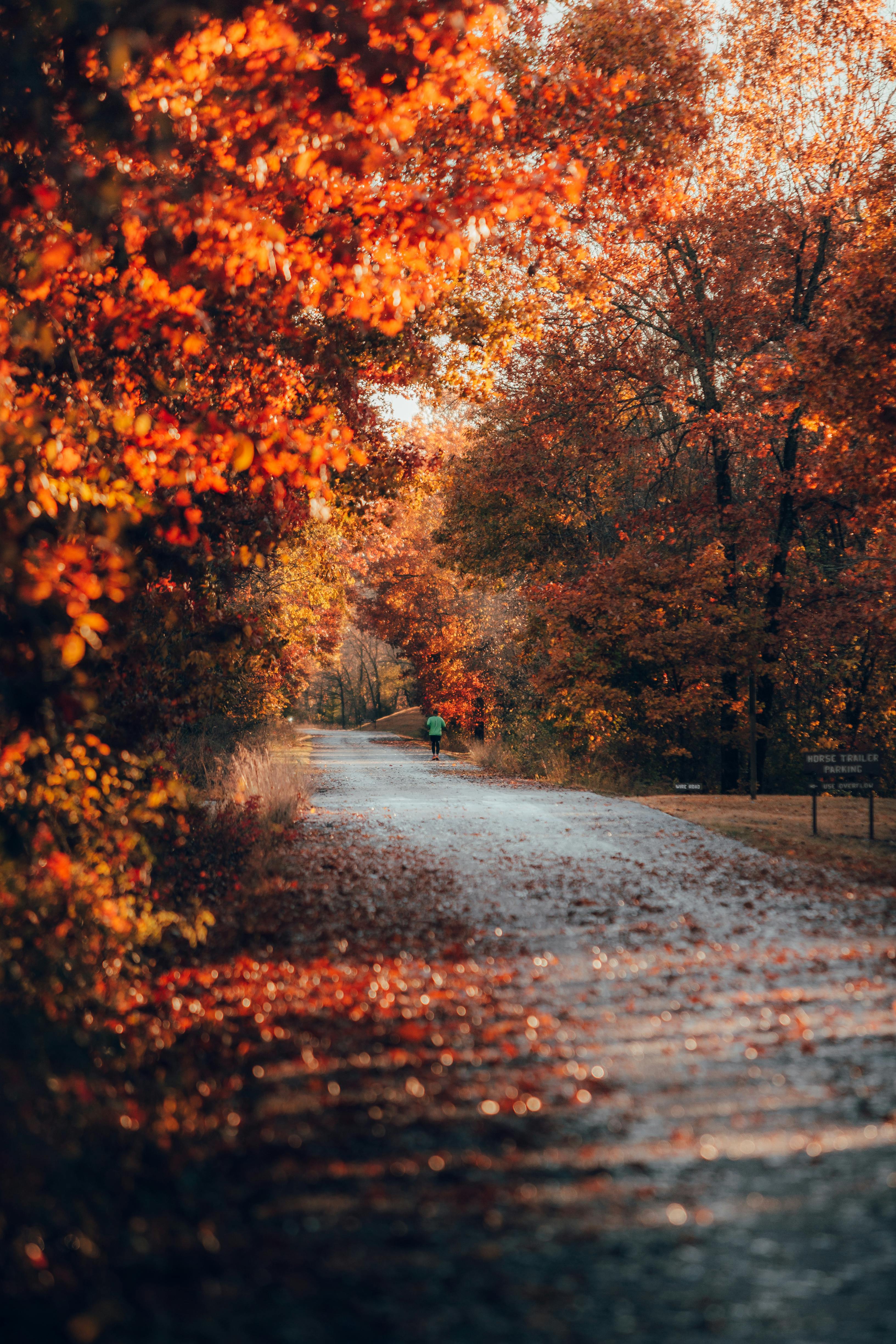Photo Of Path In Between Woods During Autumn · Free