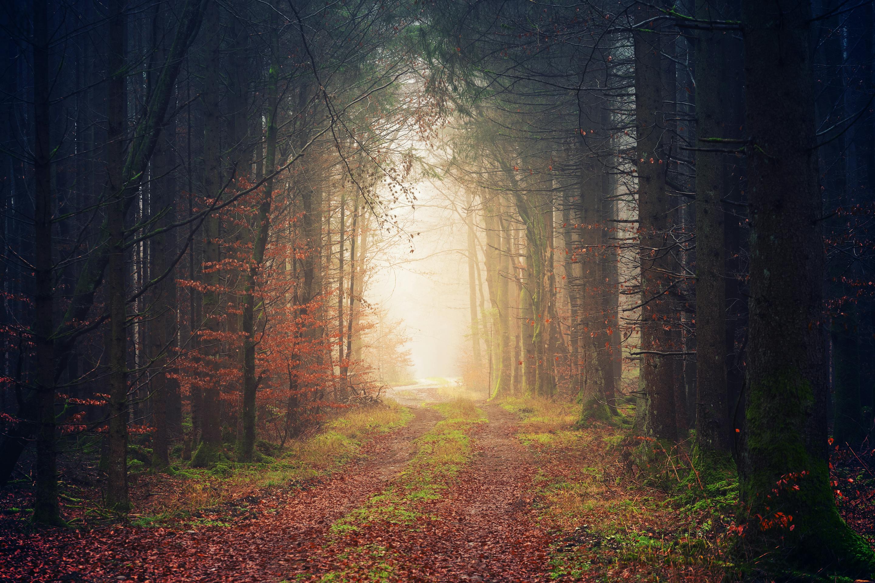 Photo of a Pathway[2880x1920]
