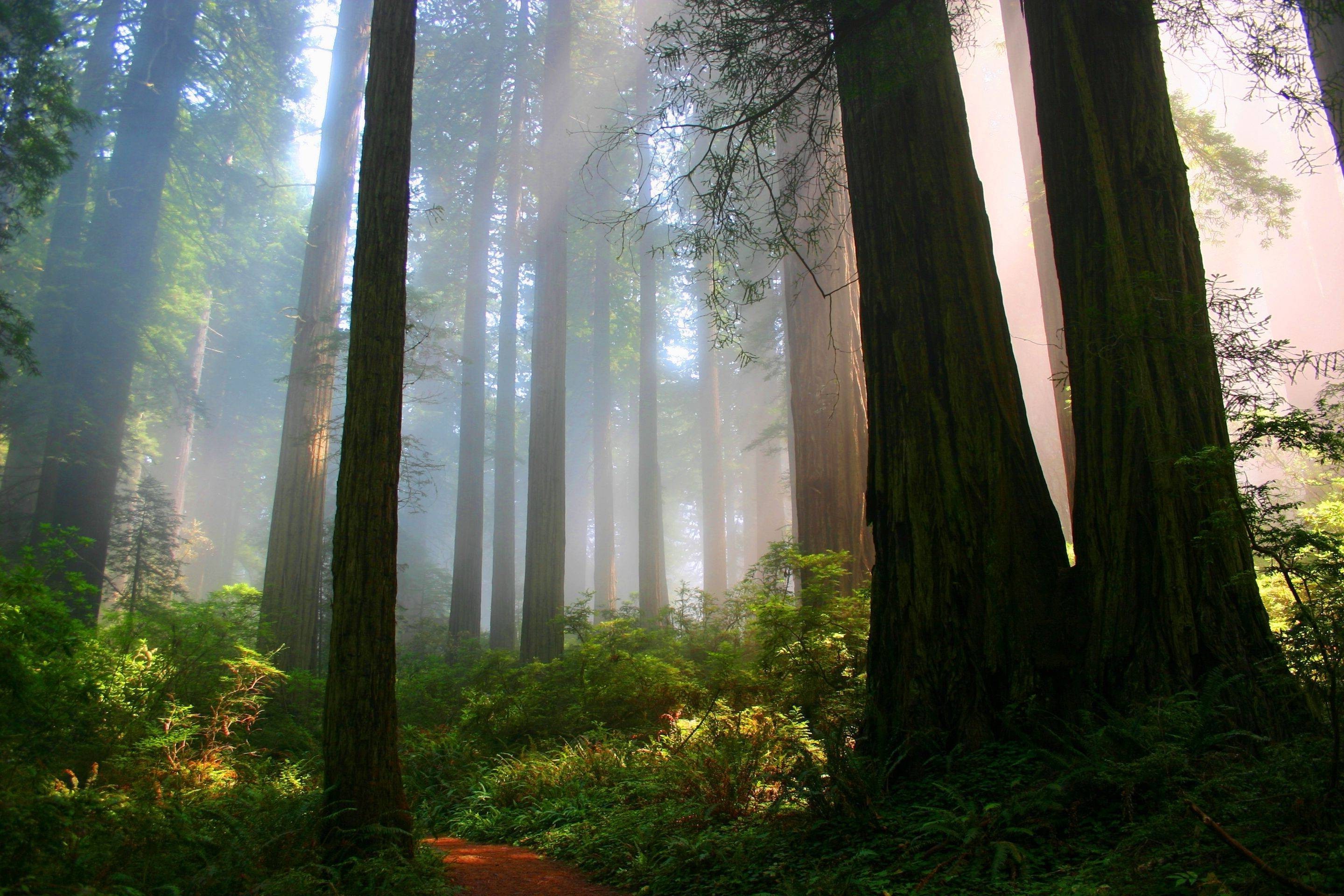 nature, Forest, Path Wallpaper HD / Desktop and Mobile Background