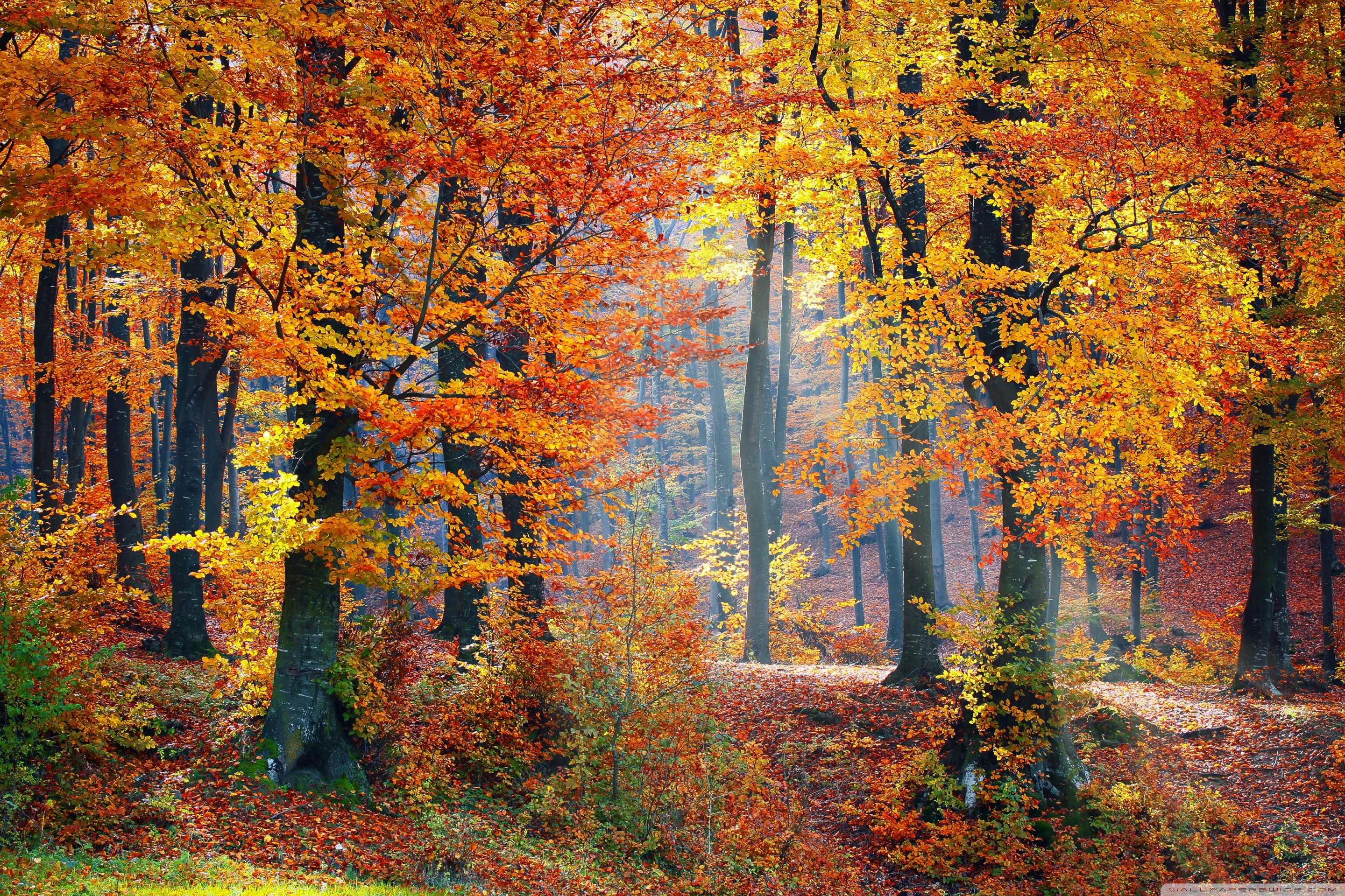Foliage, Autumn 4K UHD Wallpaper for UltraHD Desktop and TV, Widescreen and UltraWide Display, Dual Monitor, Smartphone and Tablet Devices