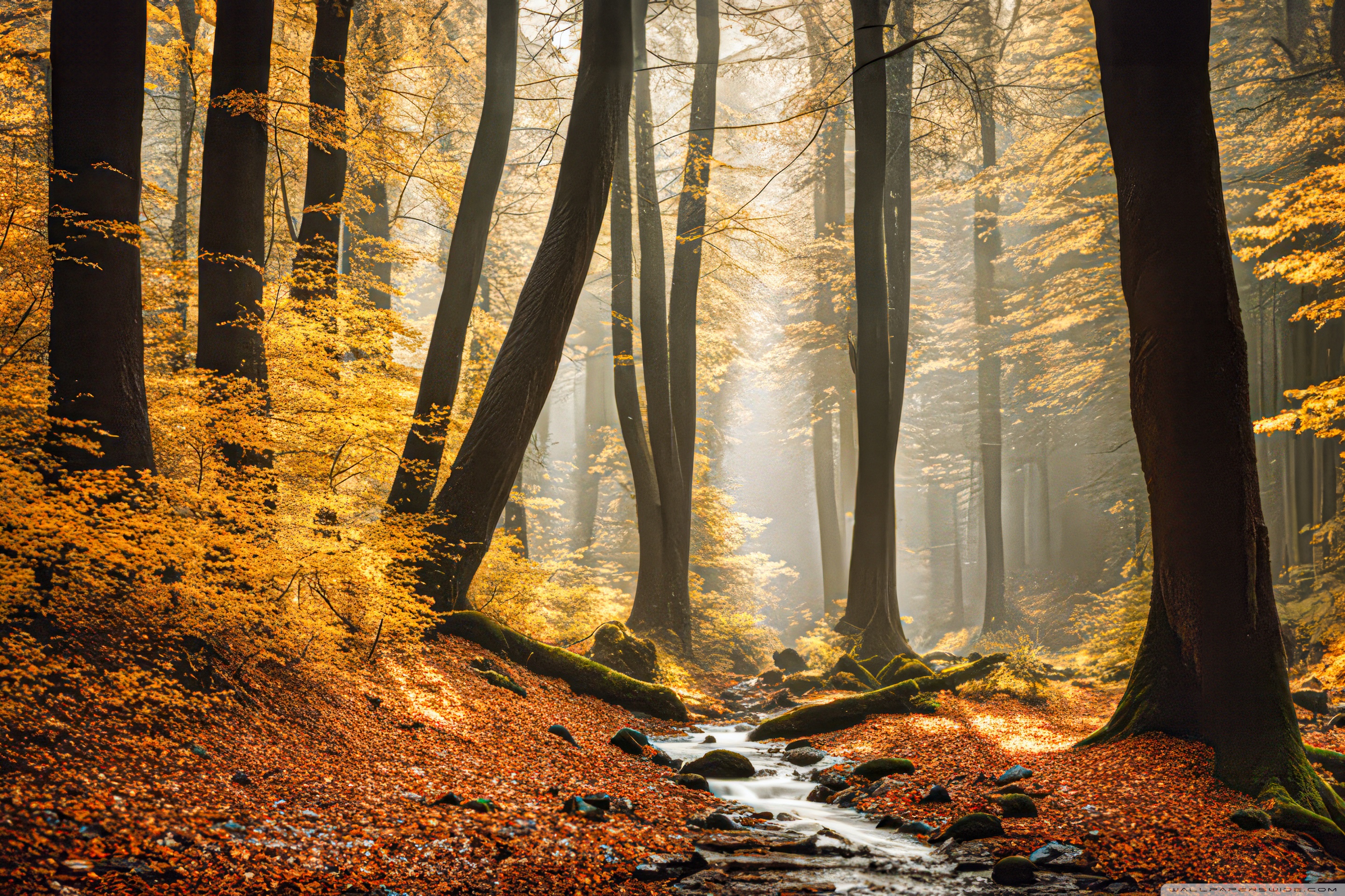 Autumn Yellow Forest Digital Art 4K UHD Wallpaper for UltraHD Desktop and TV, Widescreen and UltraWide Display