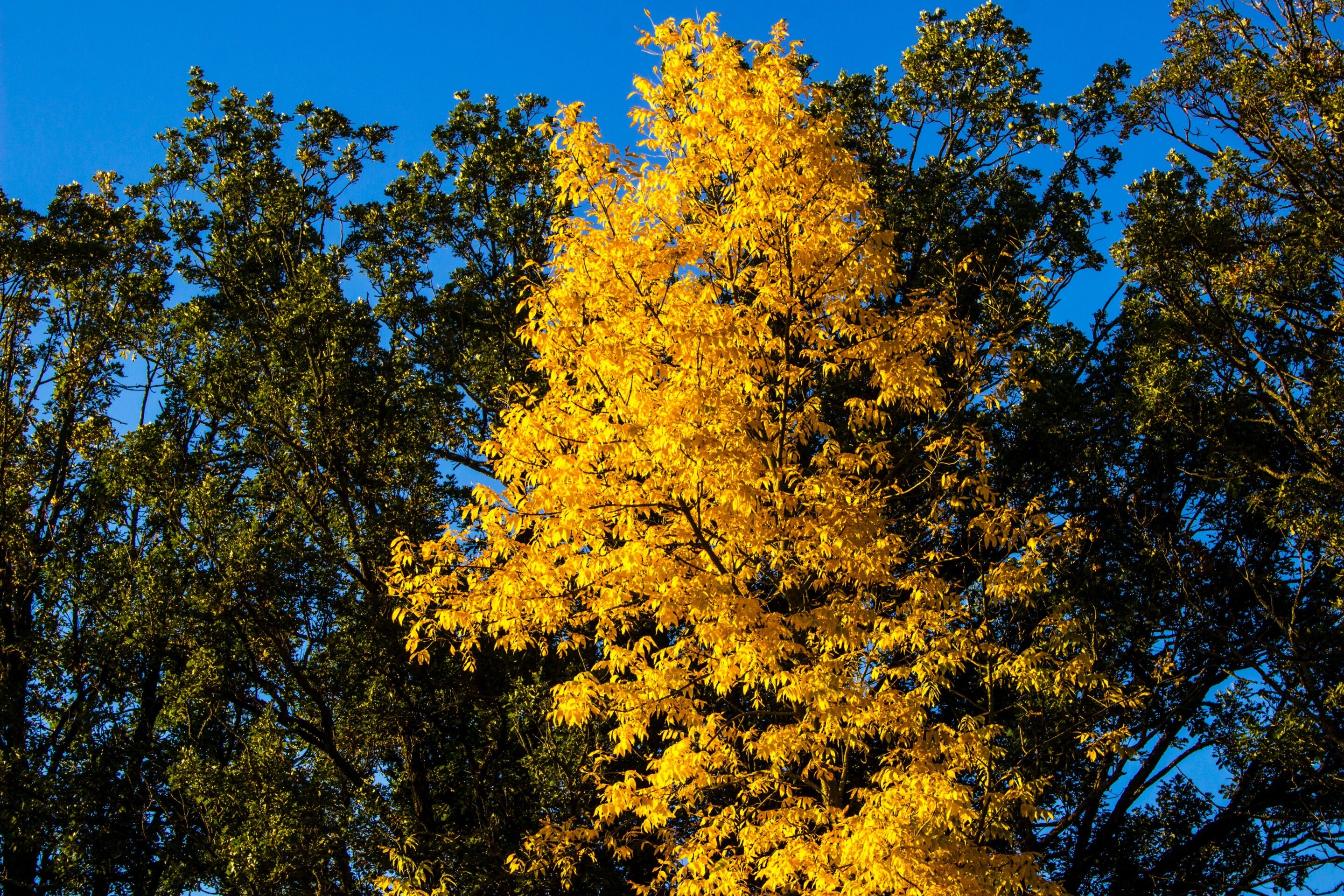 Ash Tree Wallpaper