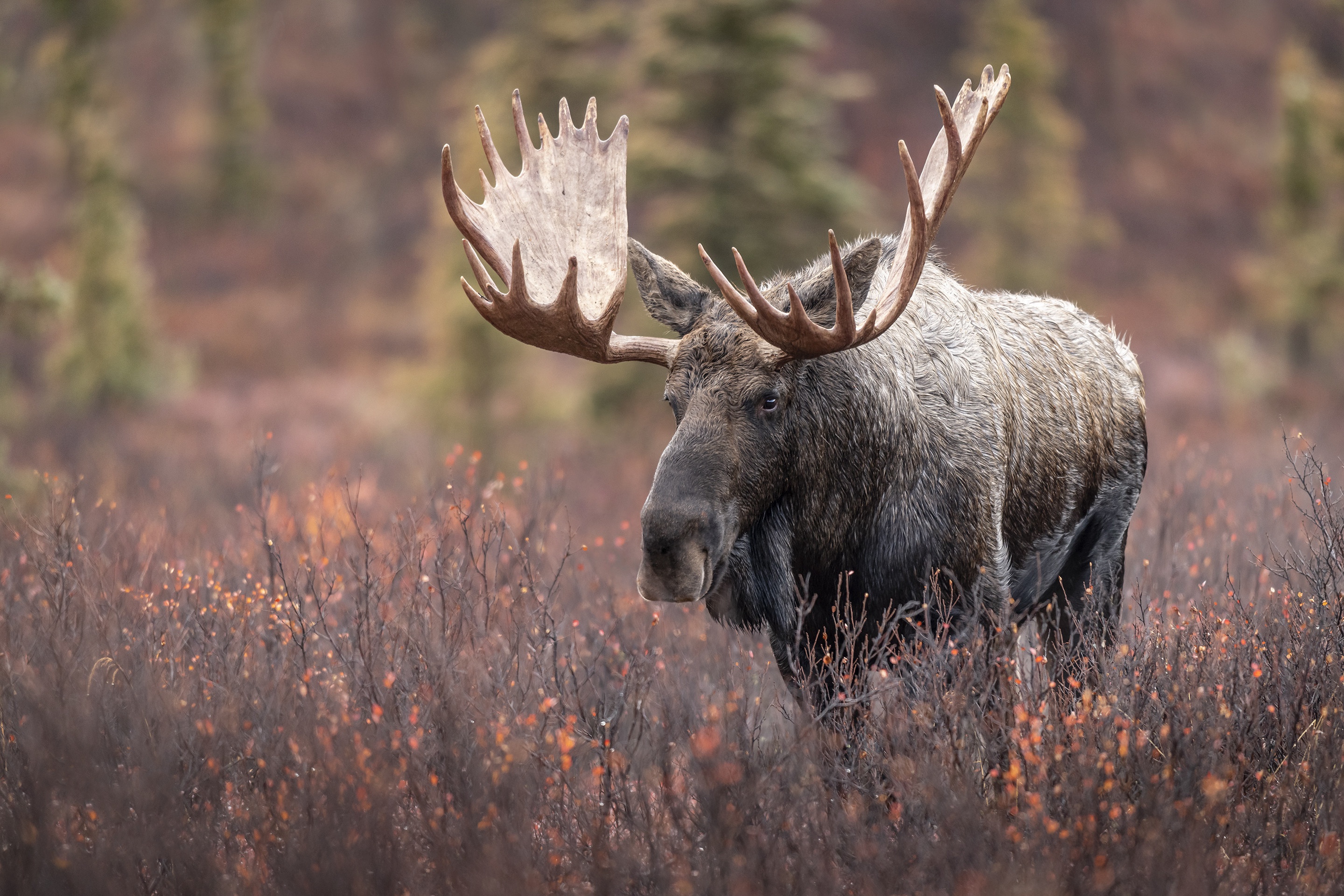 Download Animal Moose HD Wallpaper