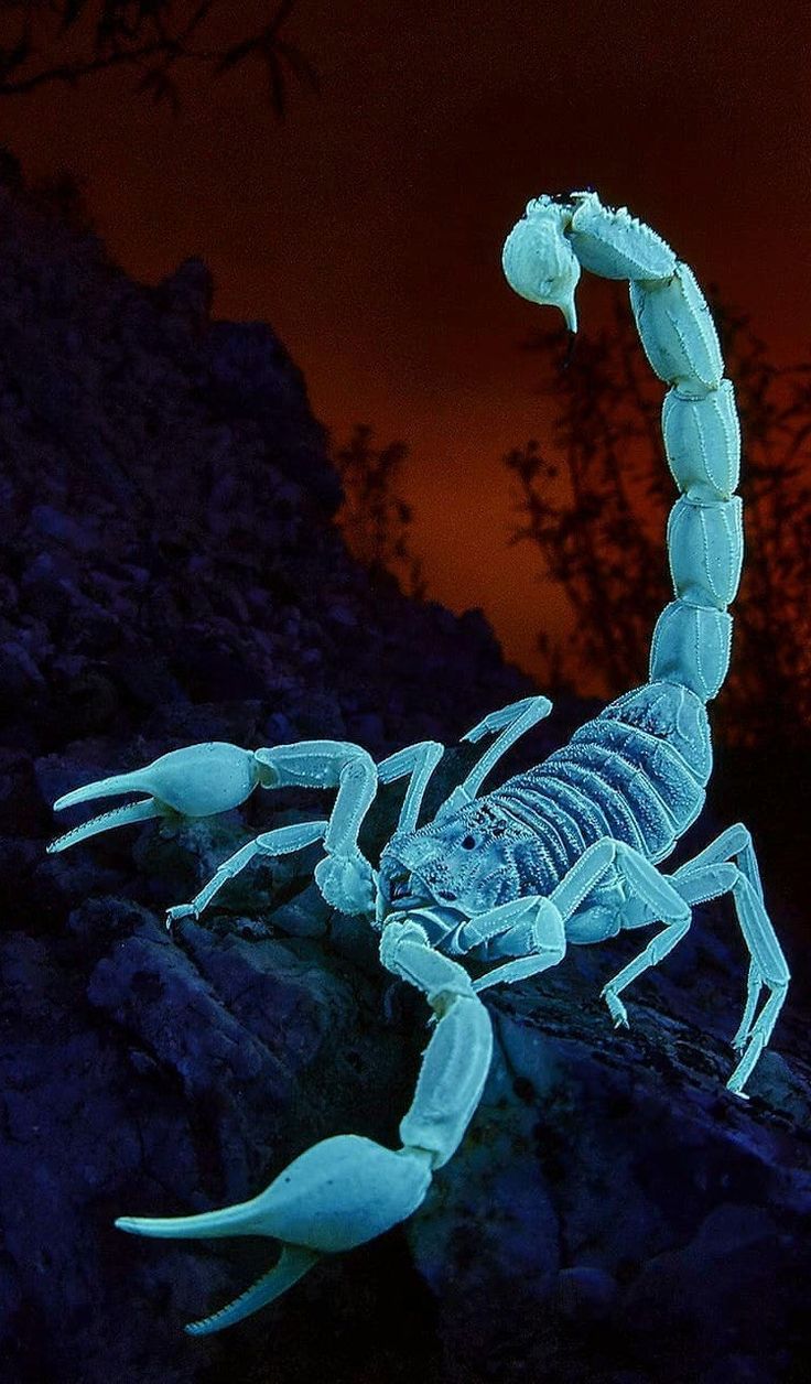 Stunning Blue Scorpion Artwork