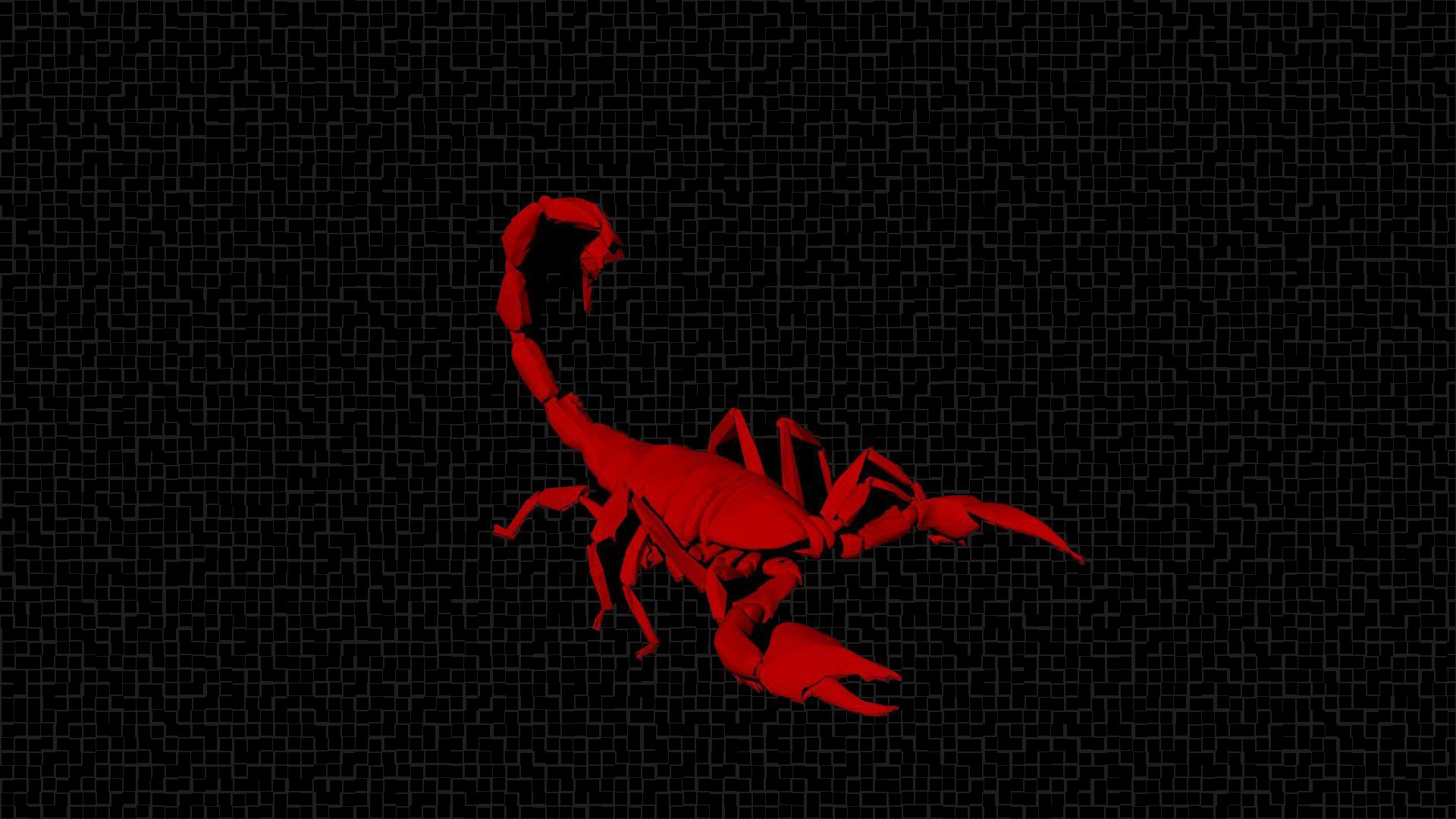 Scorpion Animal Wallpaper 1920x1080 81647