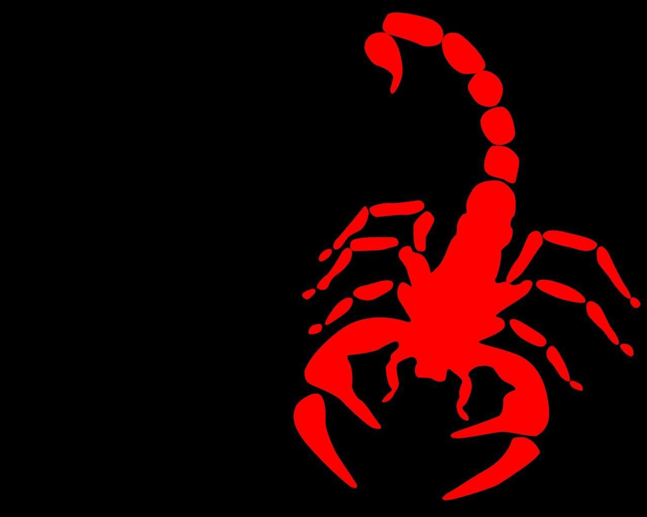 Scorpion Animal Best HD Wallpaper 75754
