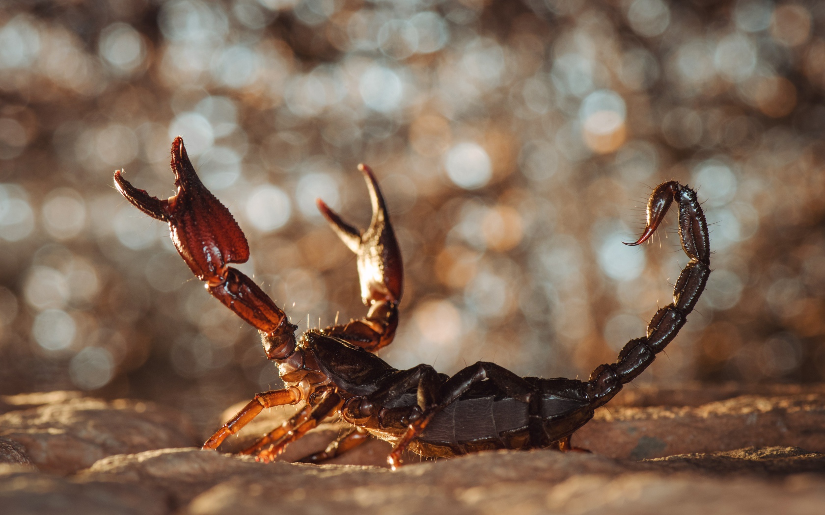 Scary Scorpion sits on the sand Desktop wallpaper 1680x1050