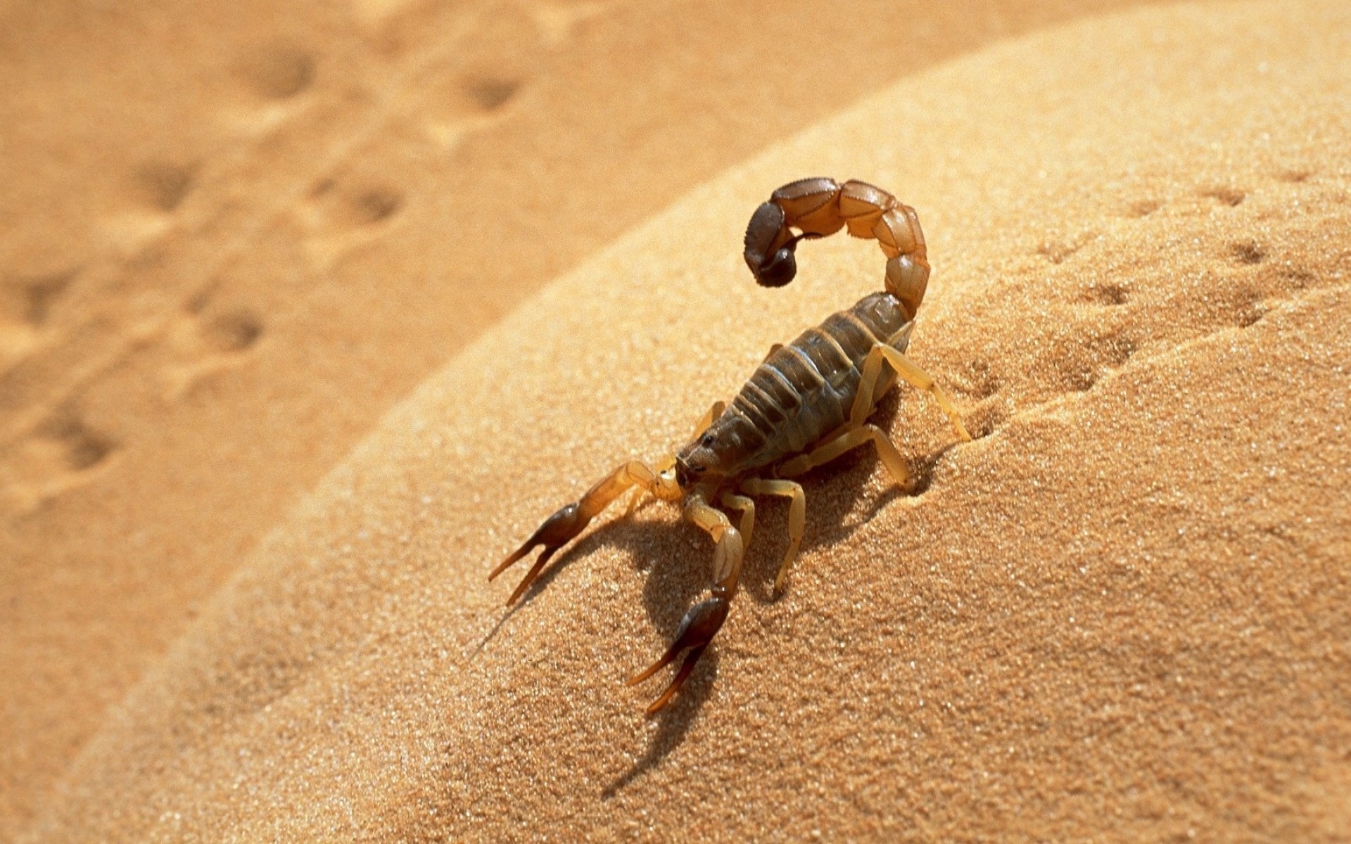 Desert Scorpion Animal HD Wallpaper