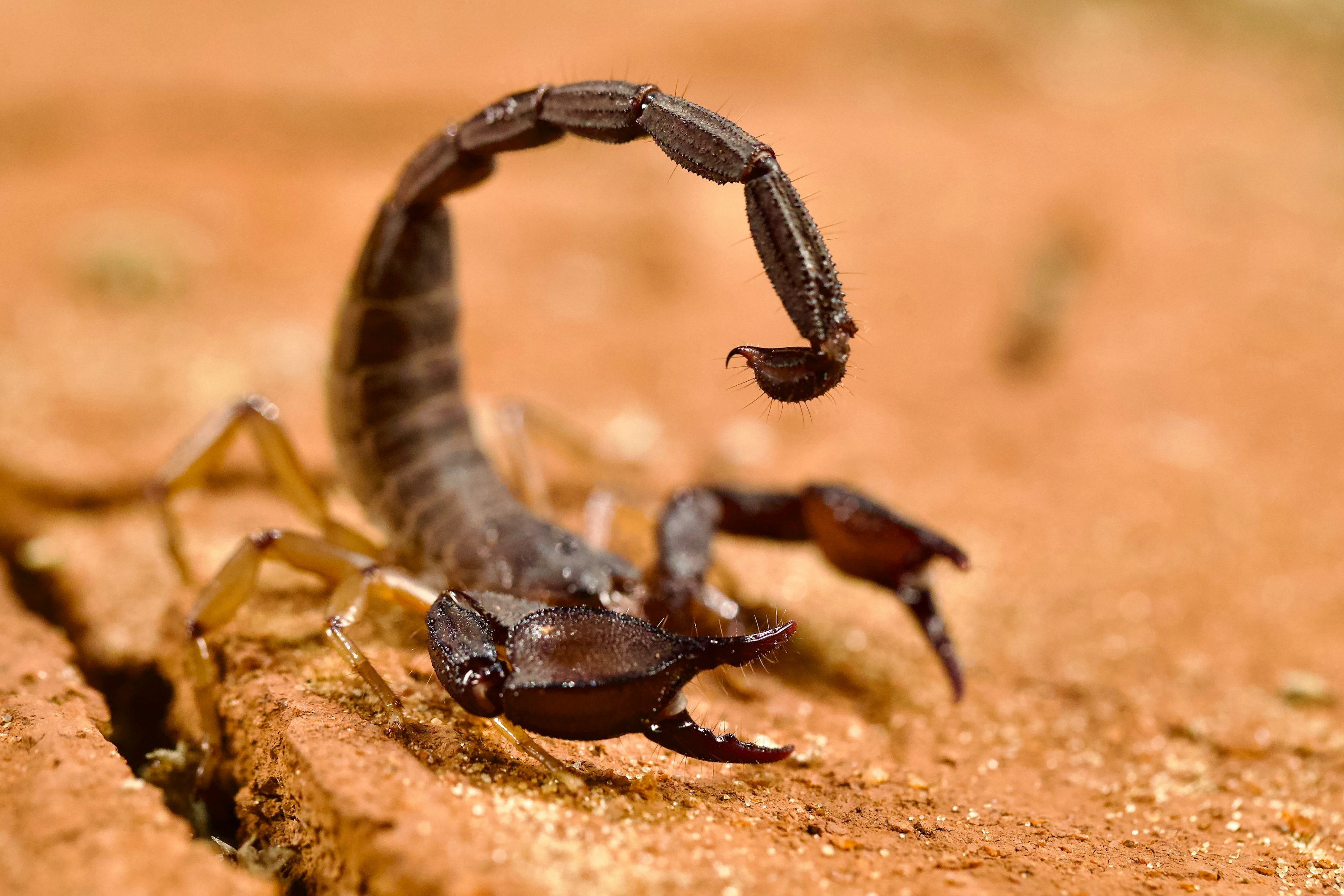 1K+ Scorpion Picture. Download Free Image