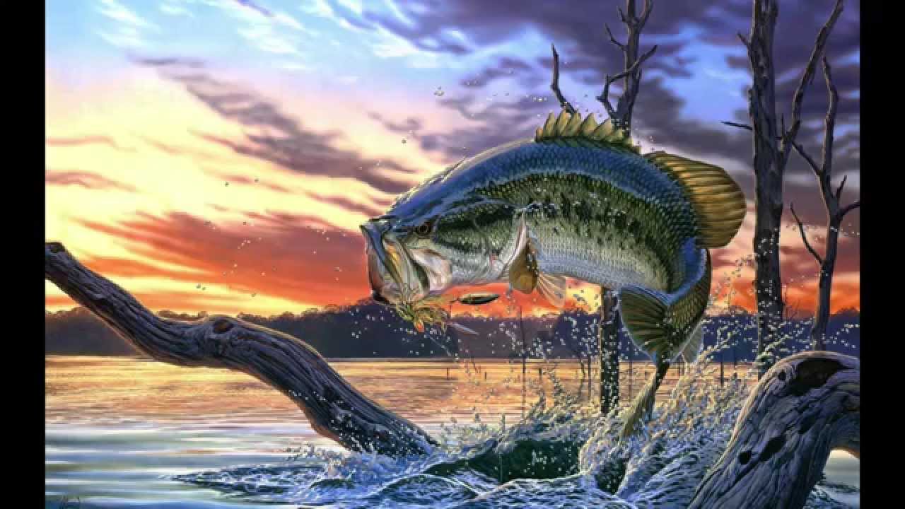 Murray Cod Background Murray Cod Wallpapers - Wallpaper Cave