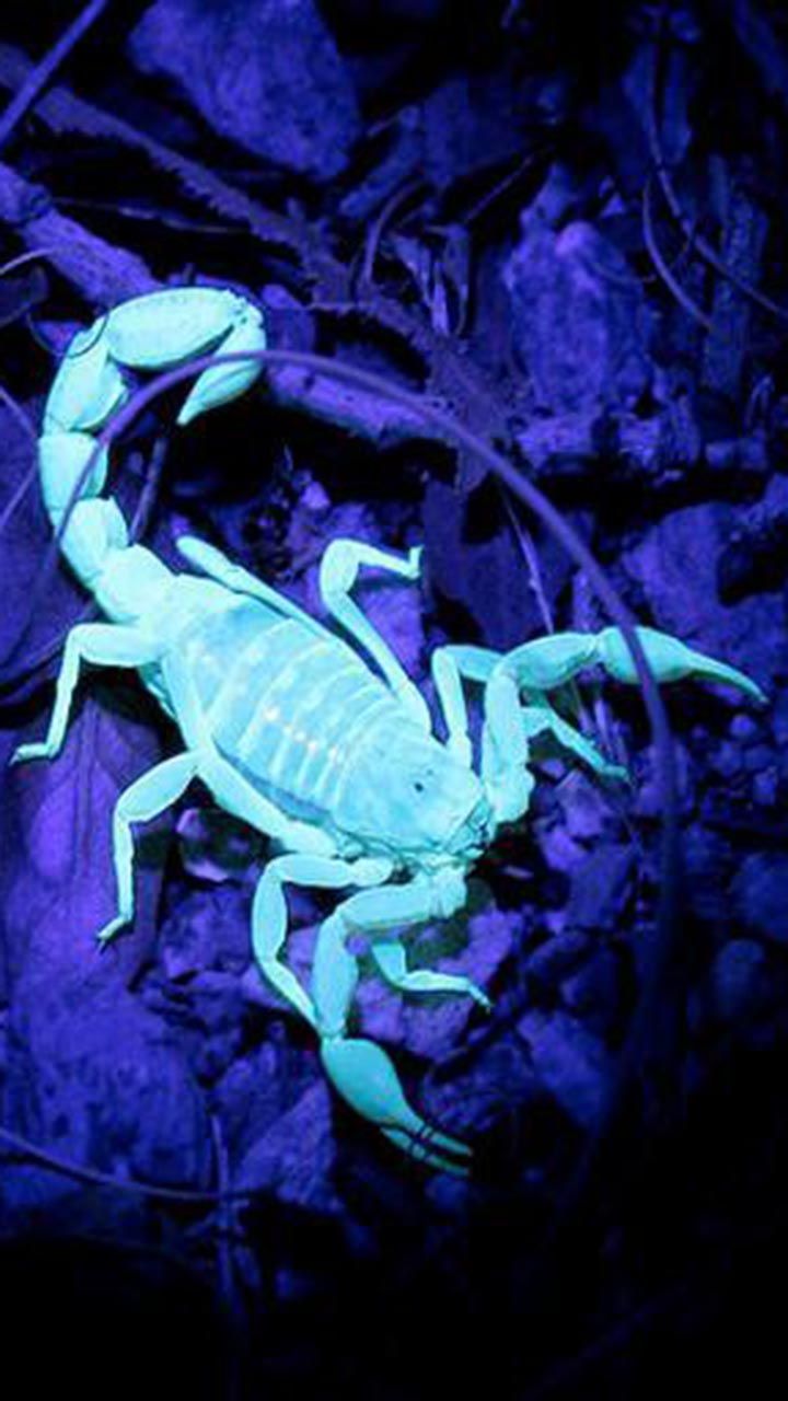 Scorpion Wallpaper for Your Phone