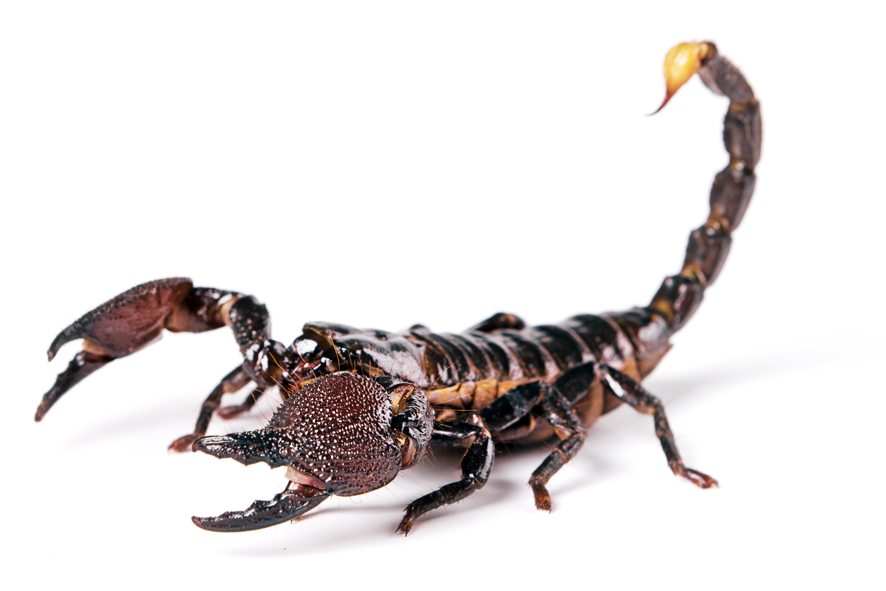 Free photo: Scorpion, Wildlife, Wild