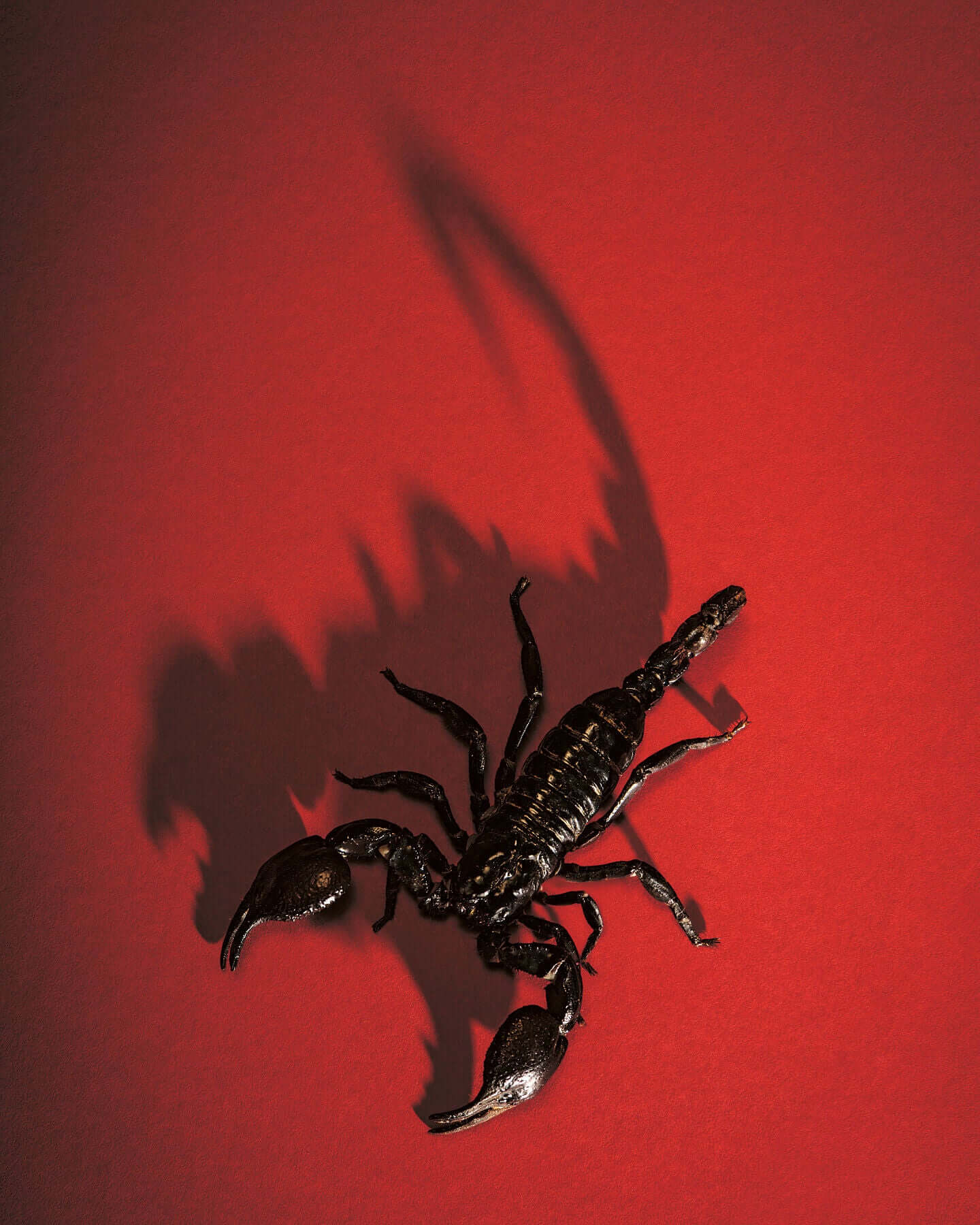 Black Scorpion portrait by animal photographer Tim Platt