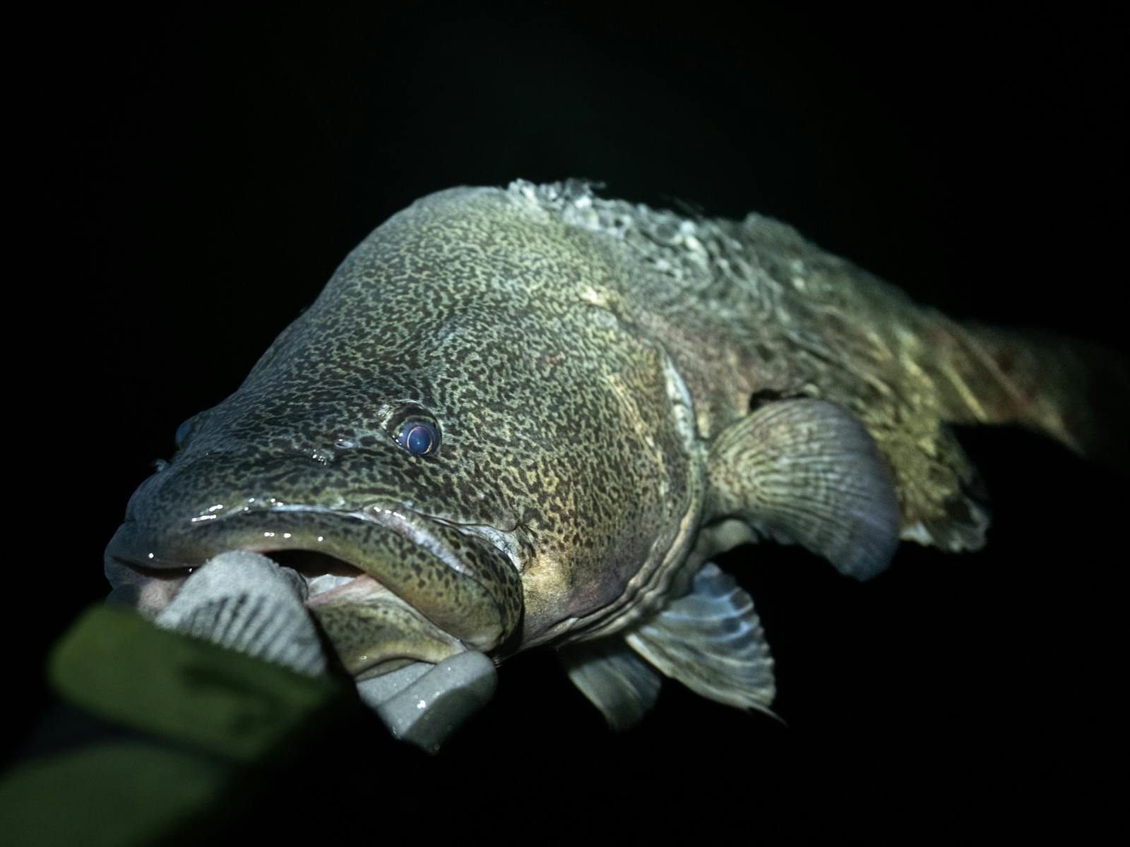 Murray Cod Background Murray Cod Wallpapers - Wallpaper Cave
