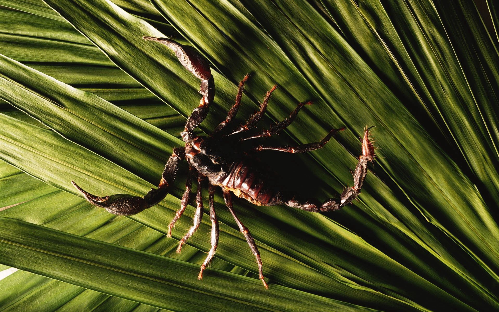 Phone wallpaper: Animals, Leaves, Plant, Legs, Tail, Claws, Scorpion, Scorpio 83751