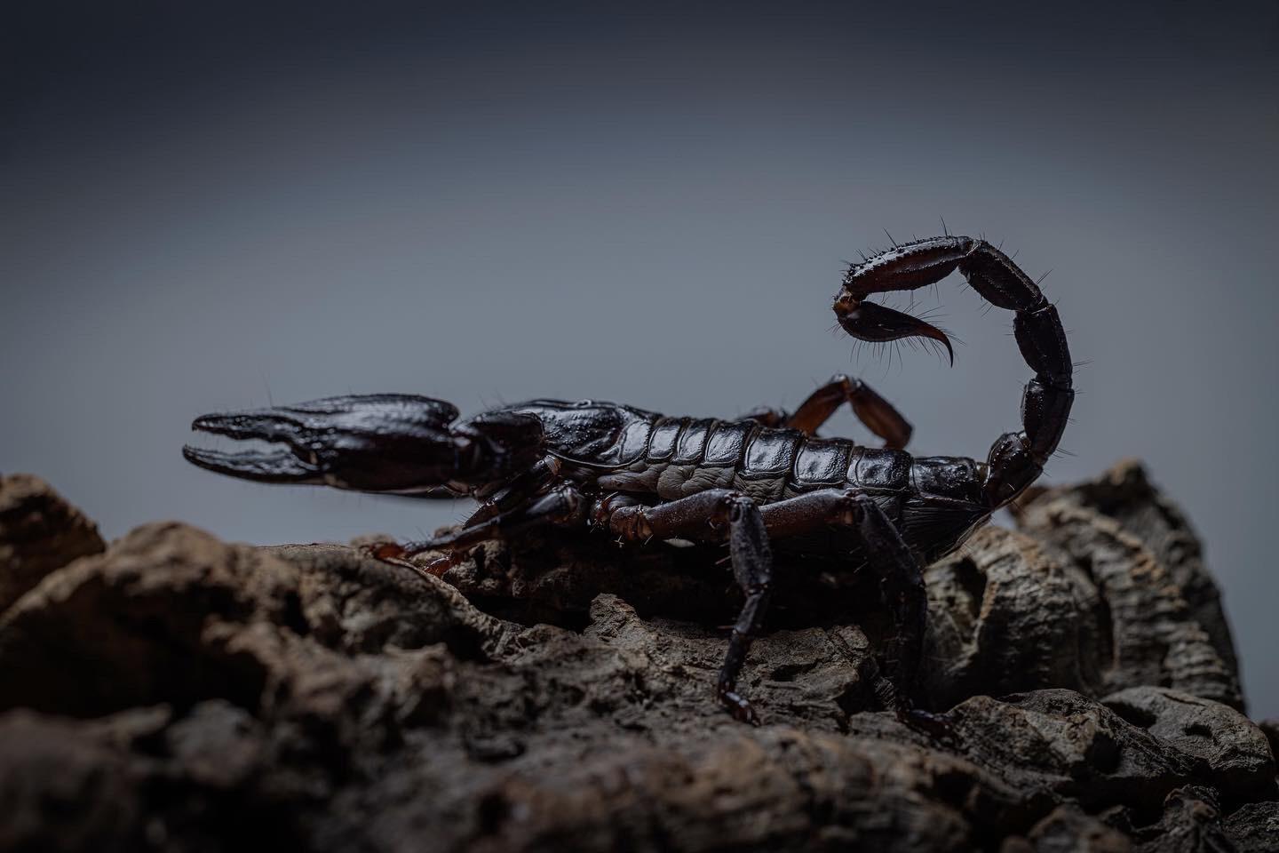 Meet Orion! My asian forest scorpion