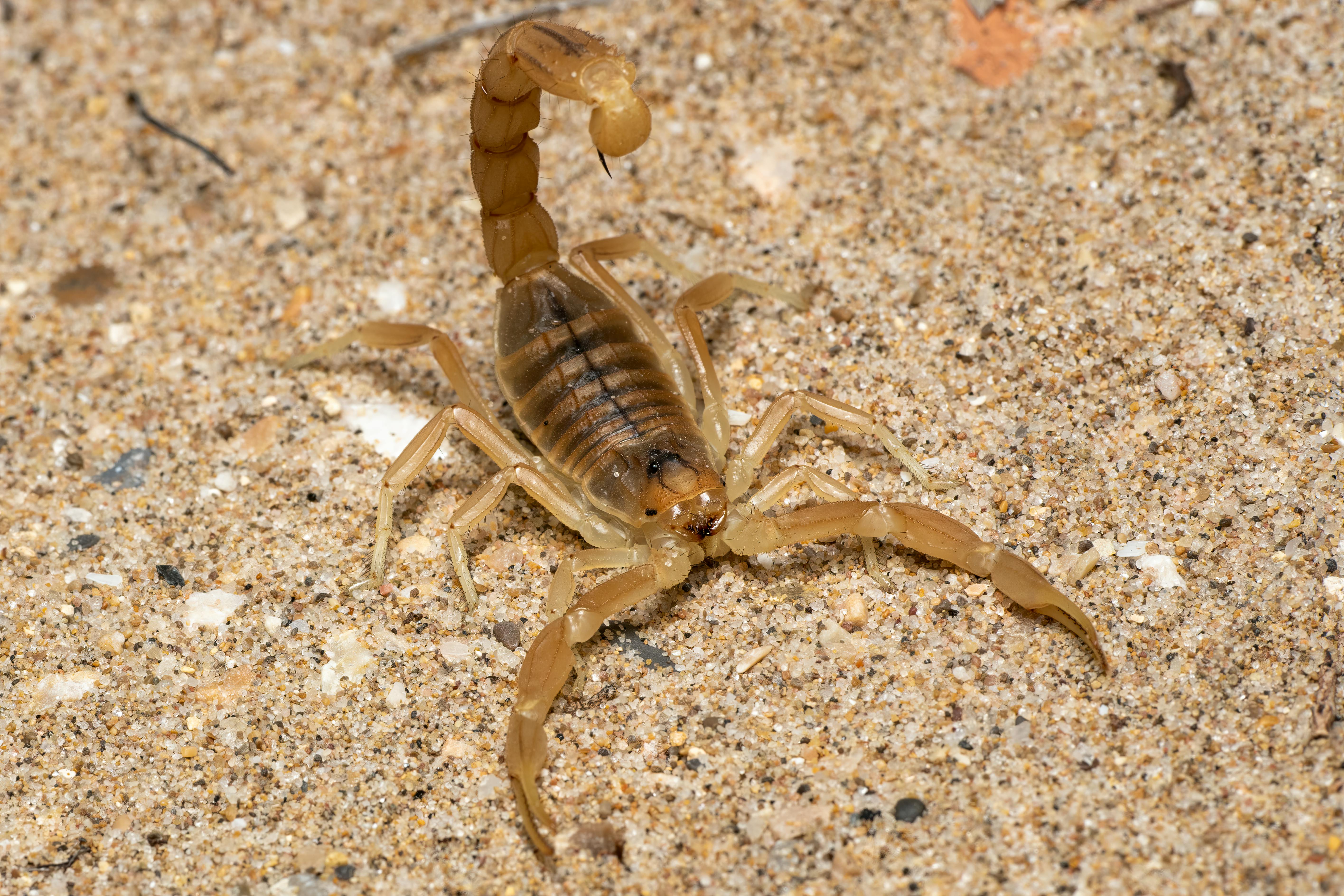 Scorpion Photo, Download The BEST Free Scorpion & HD Image