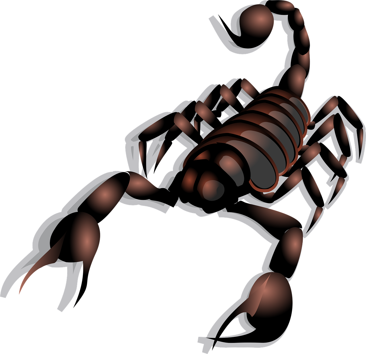 Free Scorpion & Nature Image