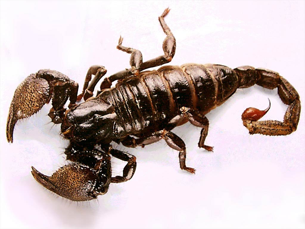 Free Scorpion Wallpaper download