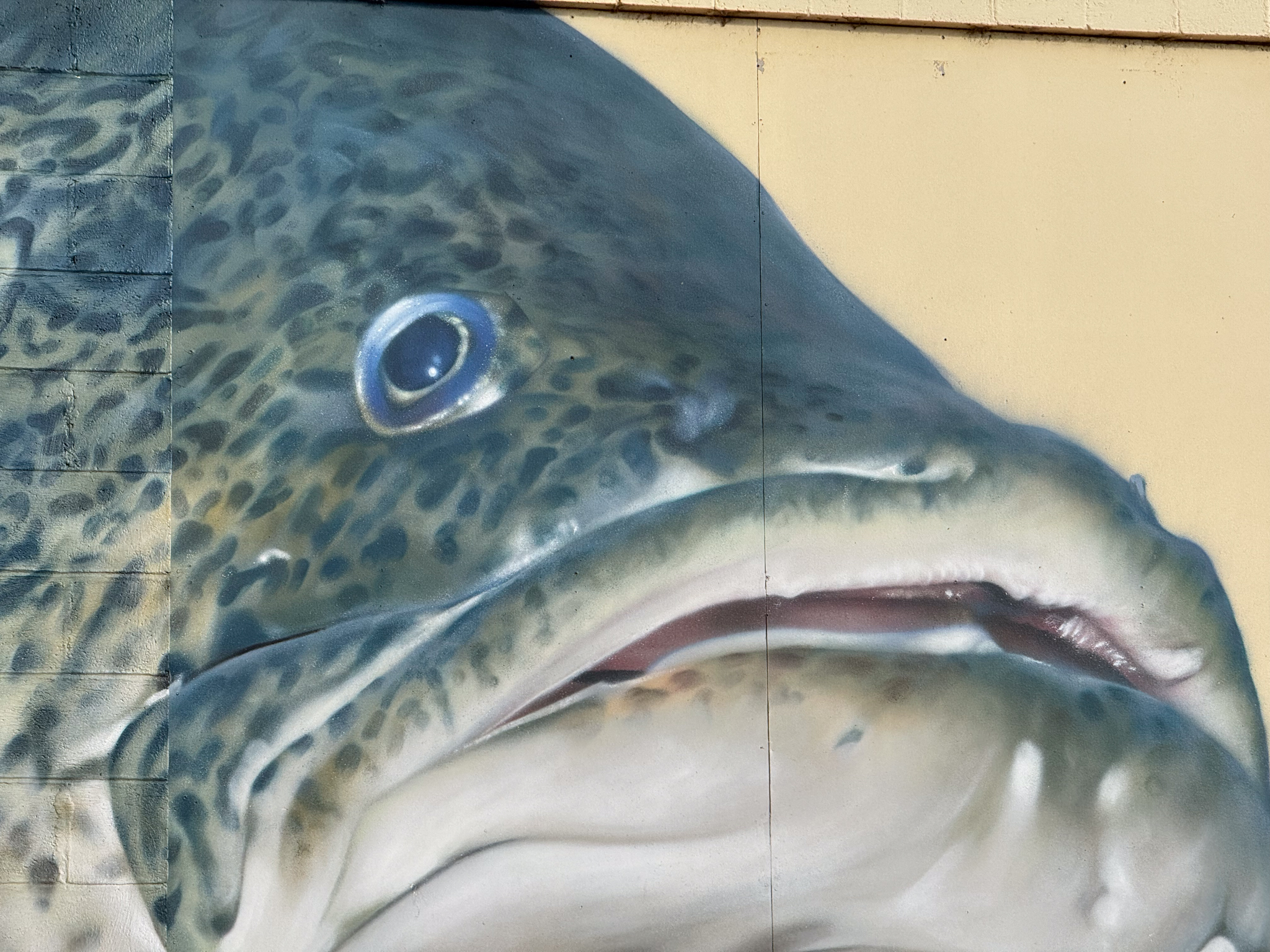 Murray Cod Background Murray Cod Wallpapers - Wallpaper Cave