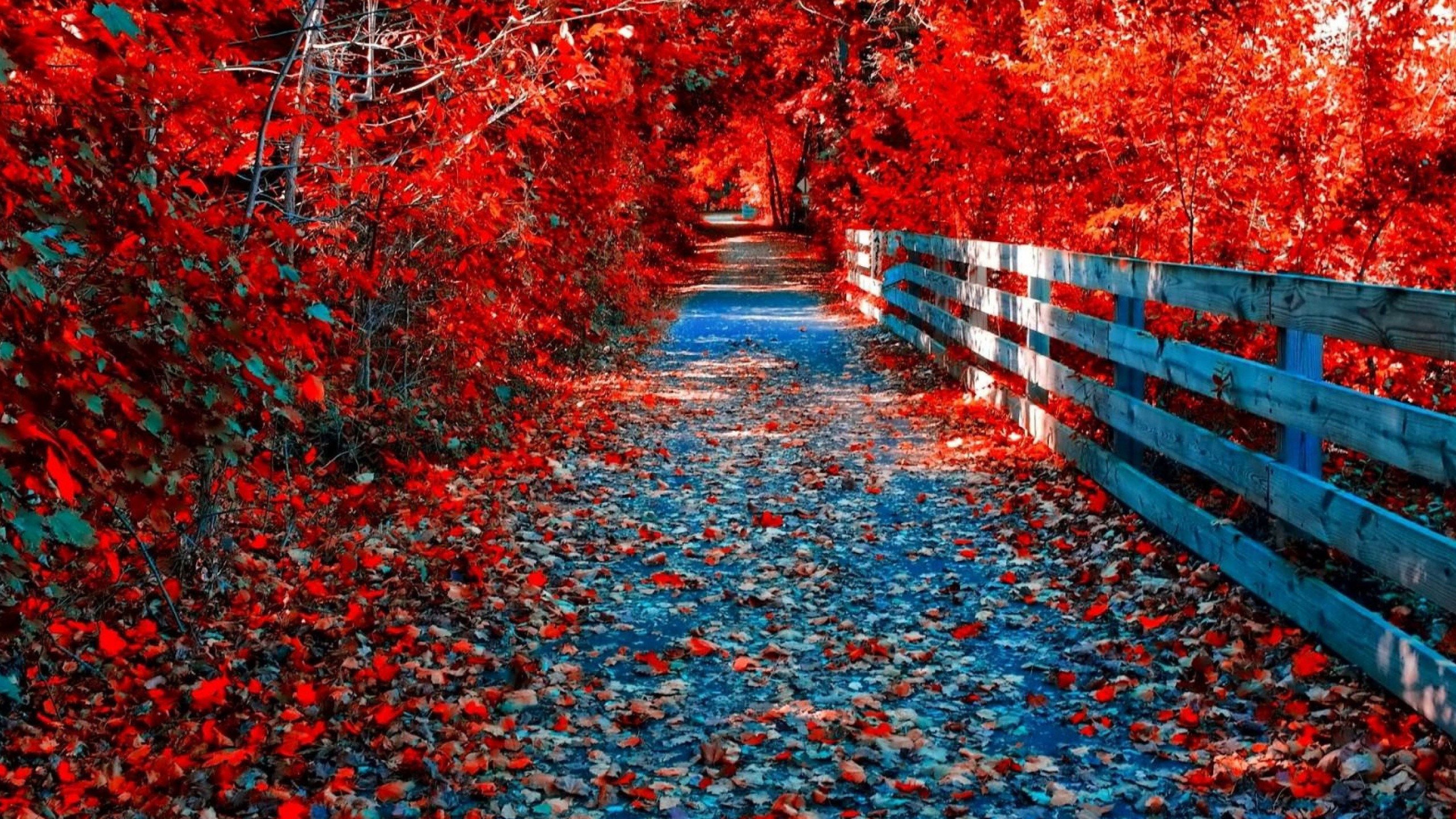 Road With Wood Fence Between Red Autumn Fall Leaves Trees 4K HD Fall Desktop Wallpaper