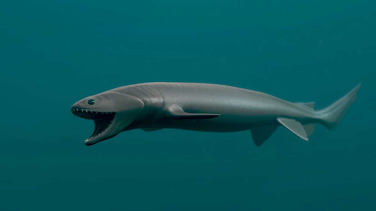 Strangest Creatures in the Mariana Trench