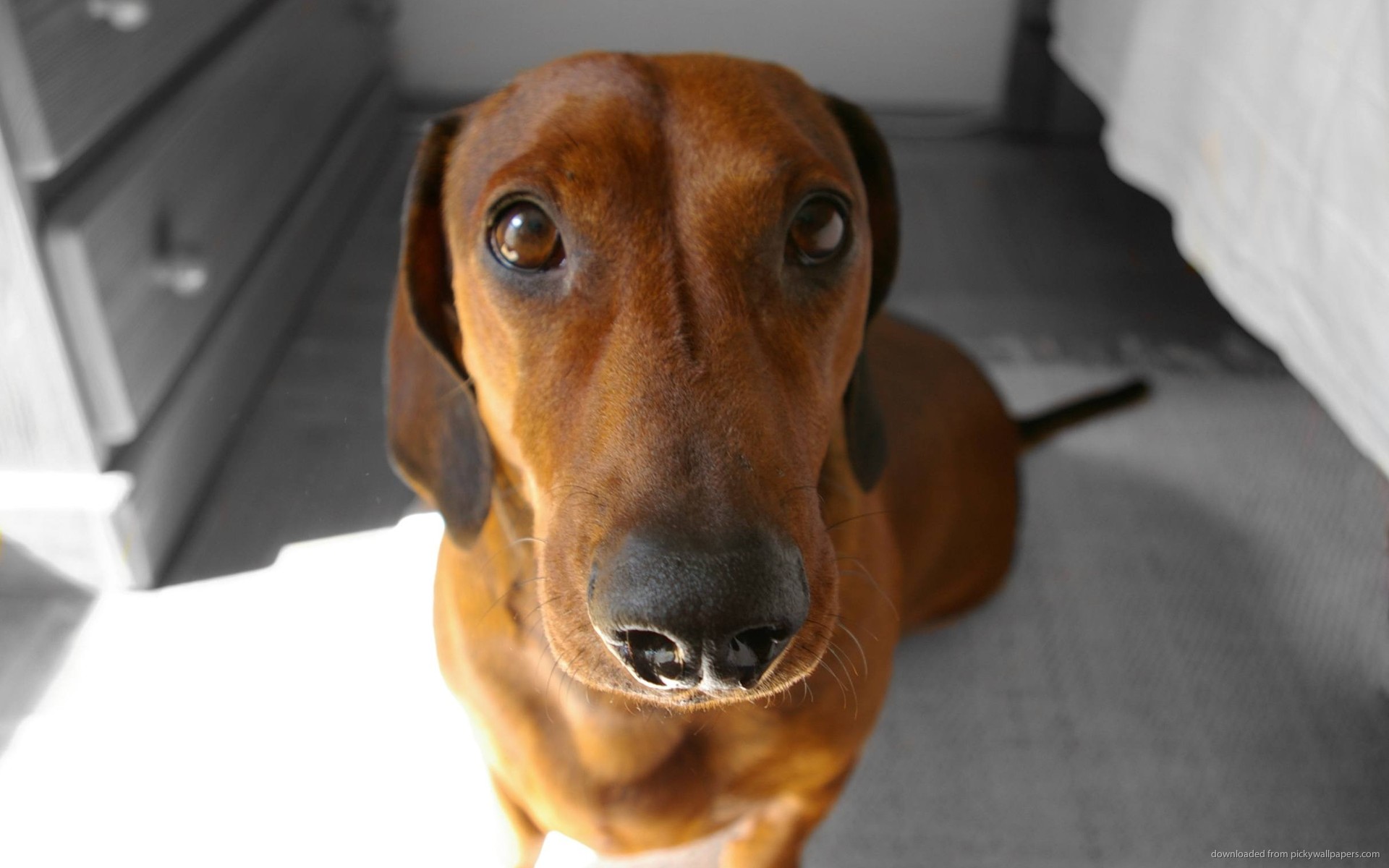 Funny Dachshund Wallpapers Wallpaper Cave