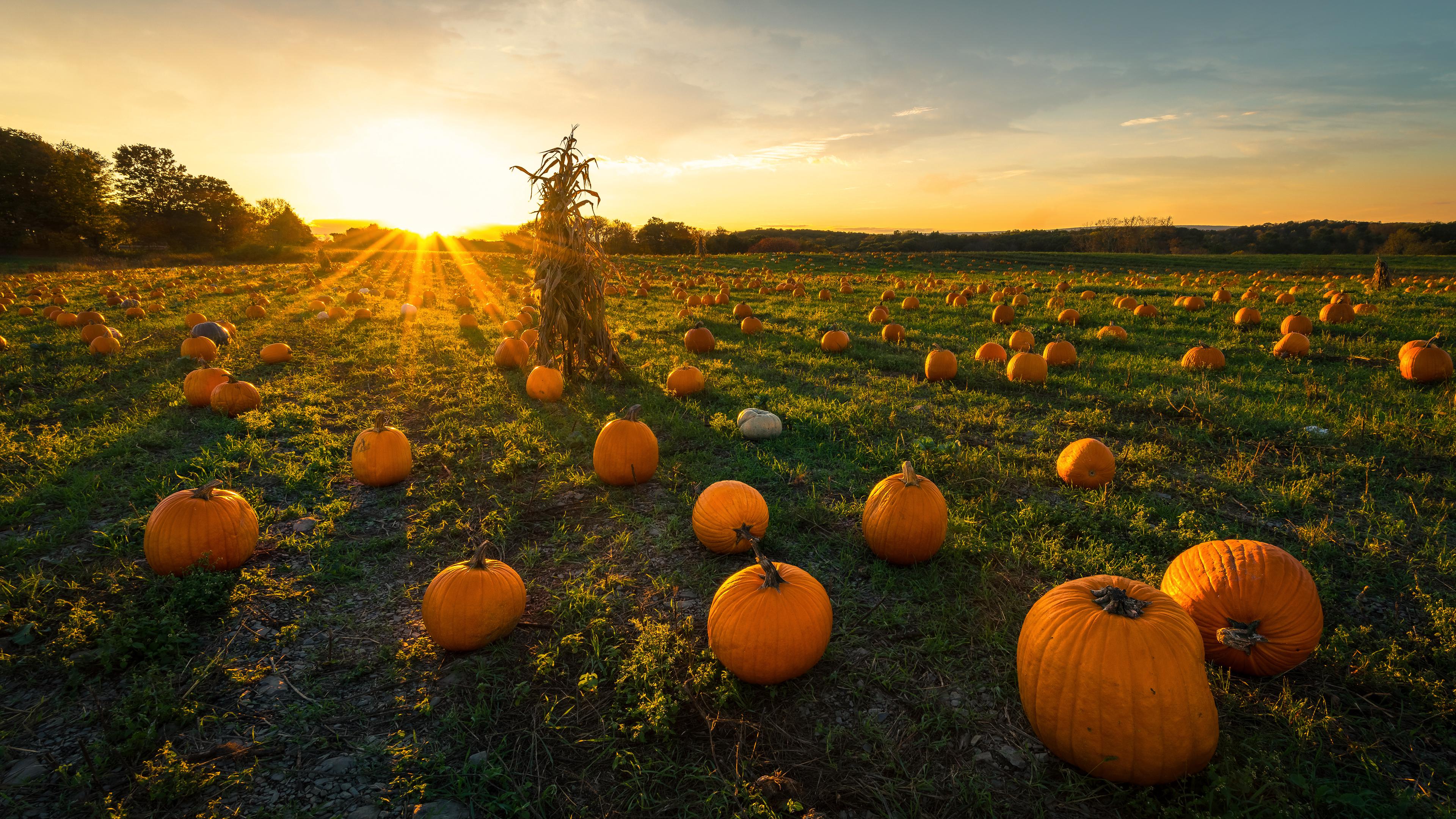 Pumpkin Patch [3840x2160]